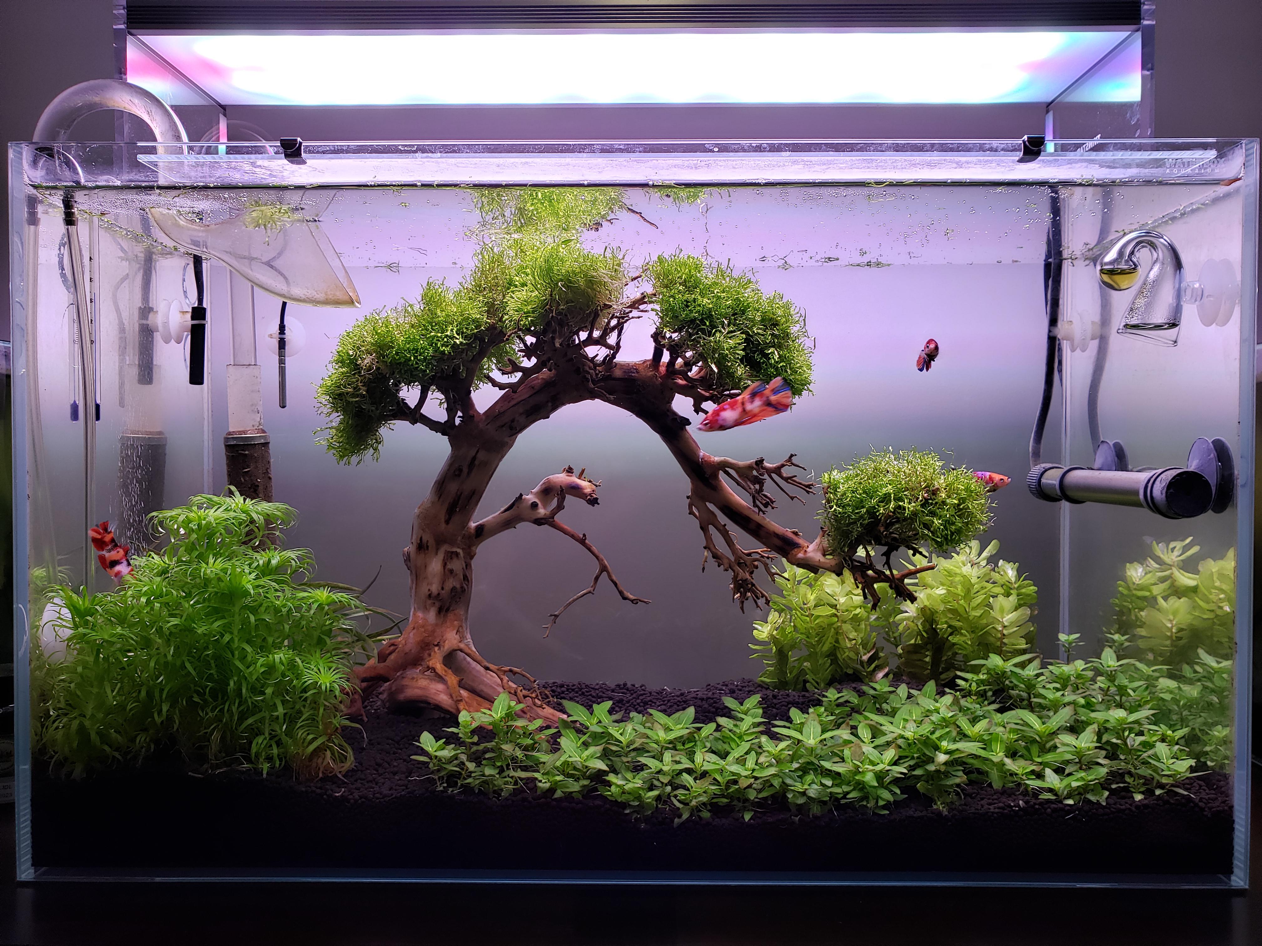 Bonsai Betta Sorority Tank r/PlantedTank