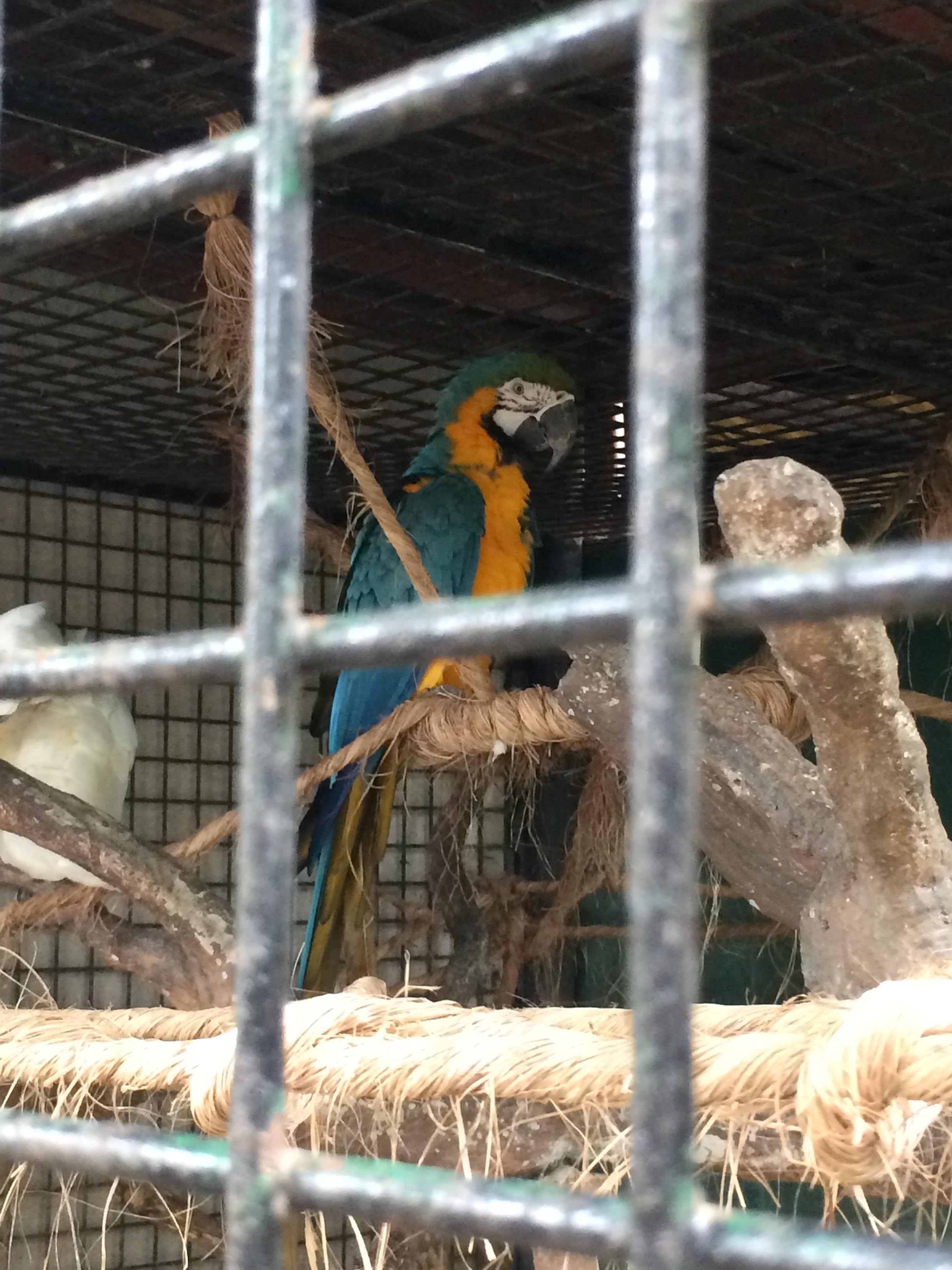 Found Ikea Bird in Philippines r/PewdiepieSubmissions