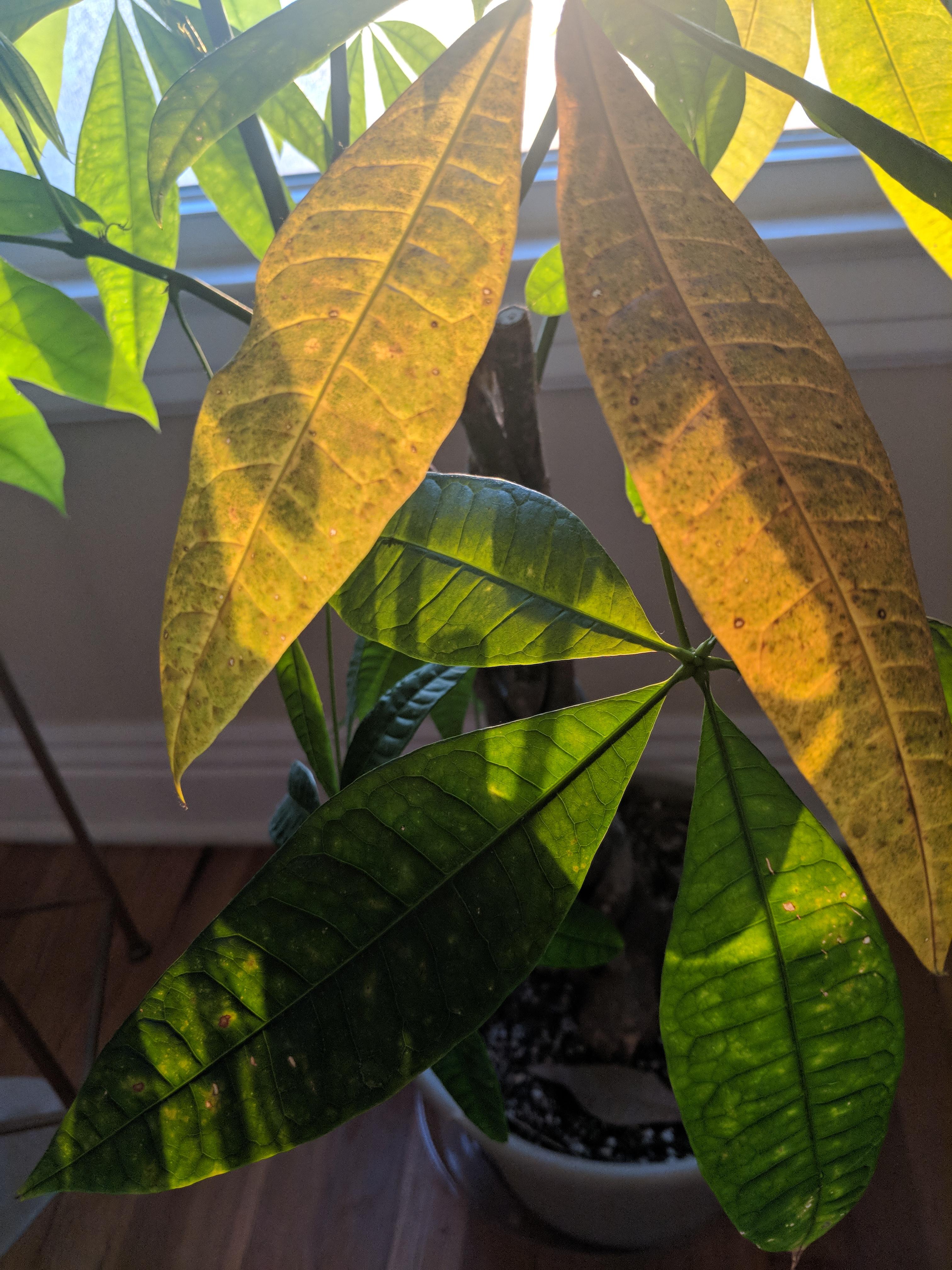 What could be wrong with my money tree leaves? r/houseplants