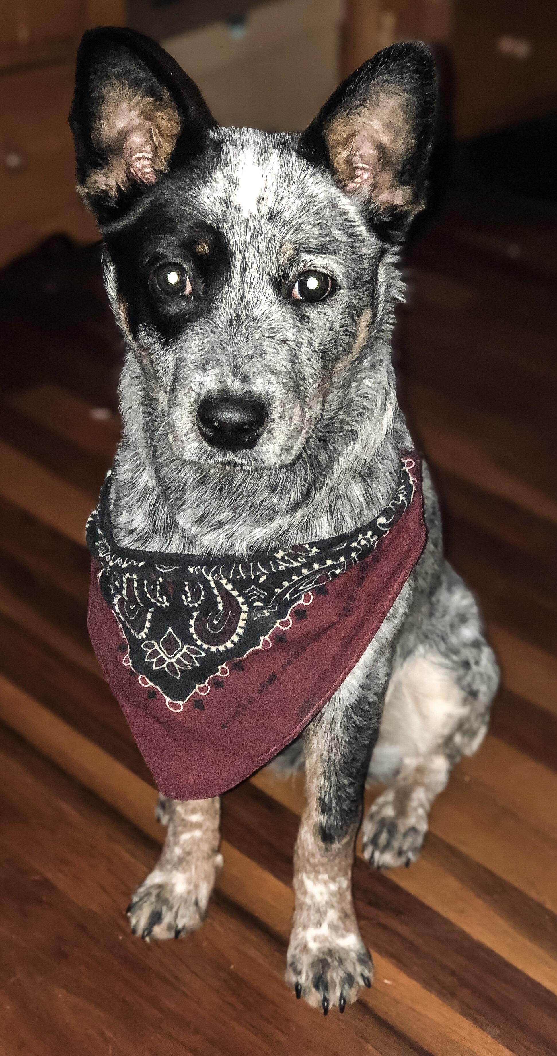 Always wanted a Blue Heeler. A friend was getting rid of her she was