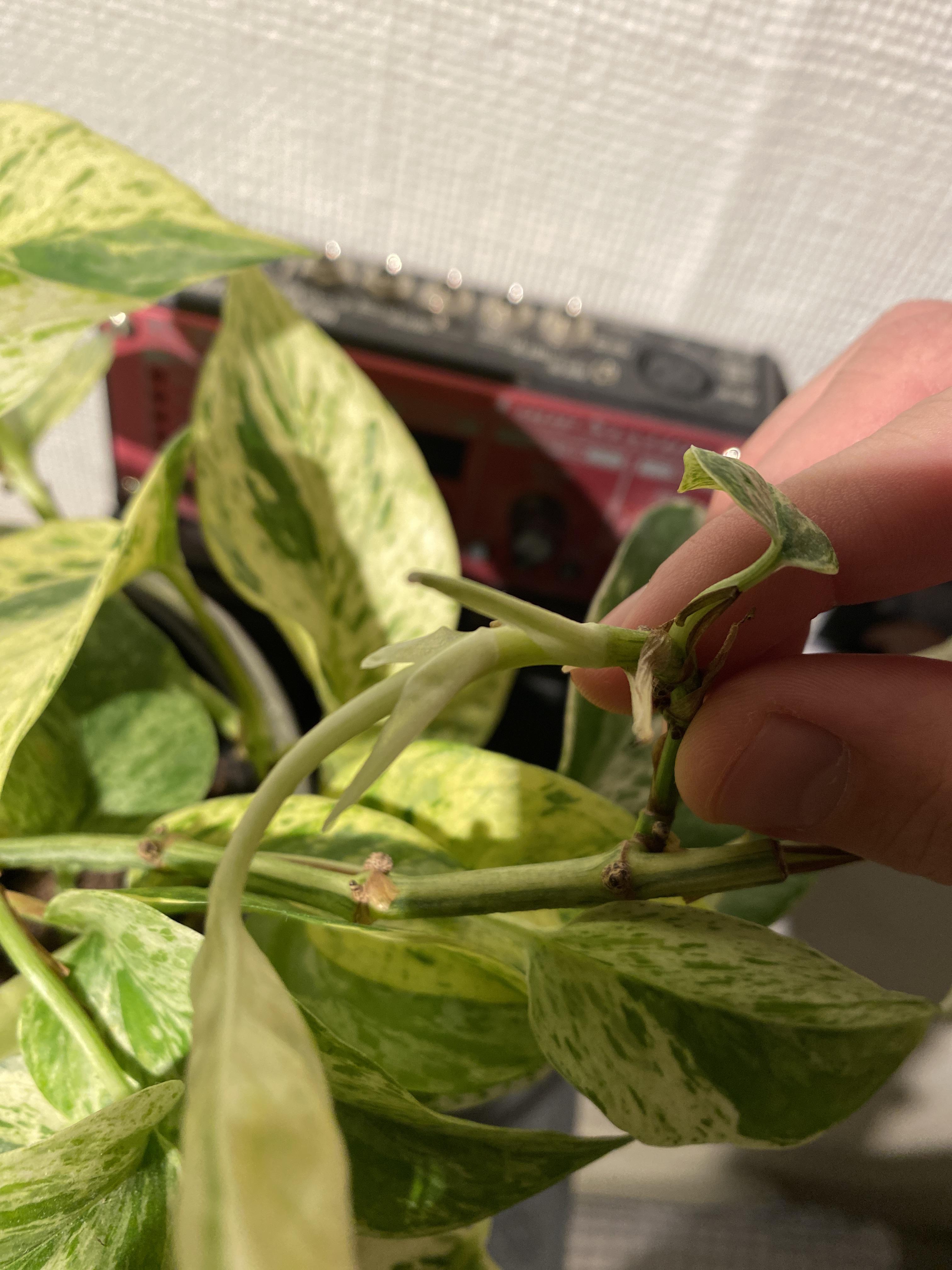 Why is my marble queen growing tentacles in between leaves? r/houseplants