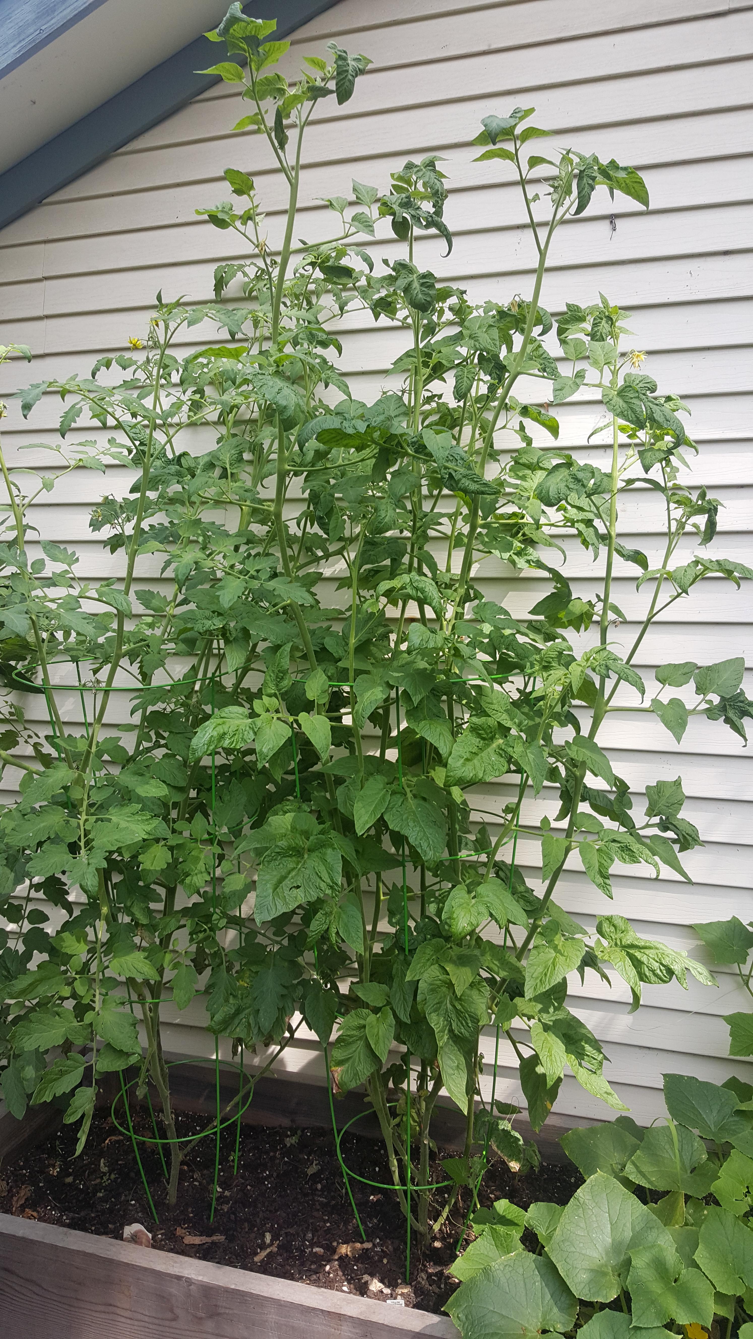 Tomatoes too tall ! I'm going to work on getting them more sun, but