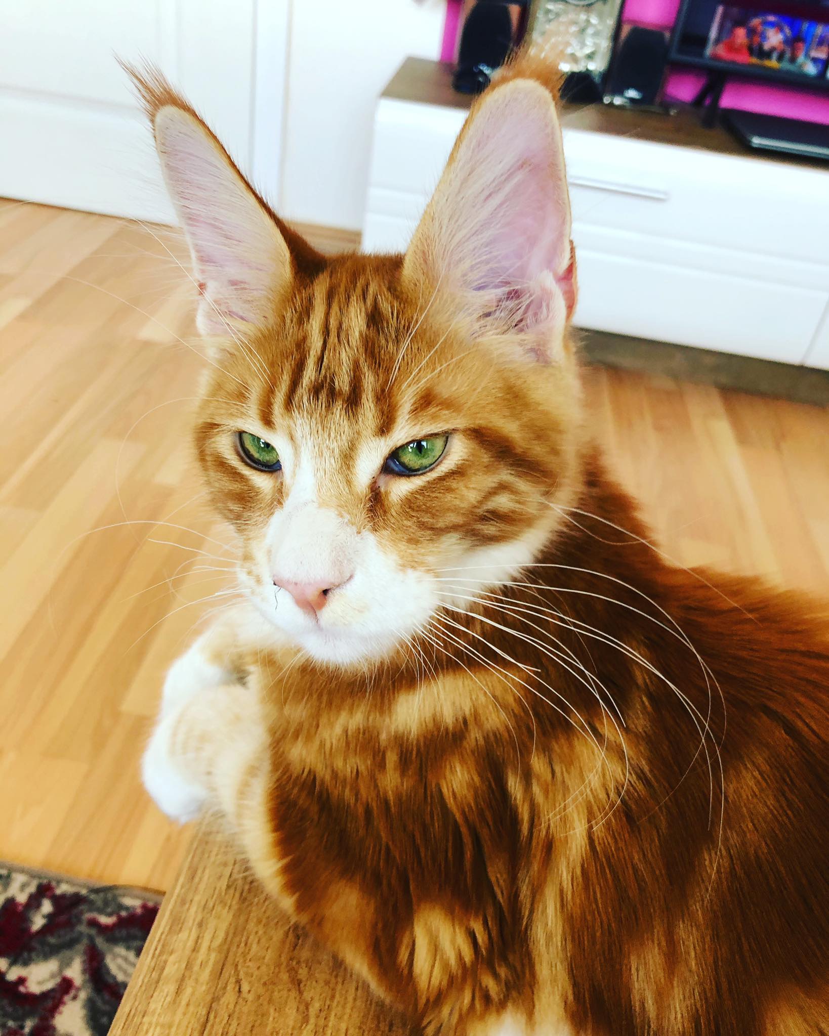 Reddit, meet Gordon, our 5 month old Maine Coon! r/MaineCoon