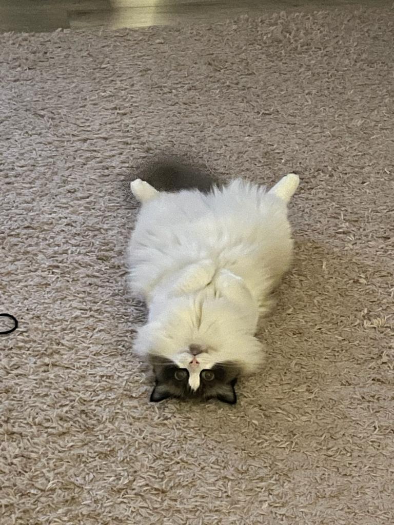 2707 best r/ragdolls images on Pholder Our boy had to get shaved due