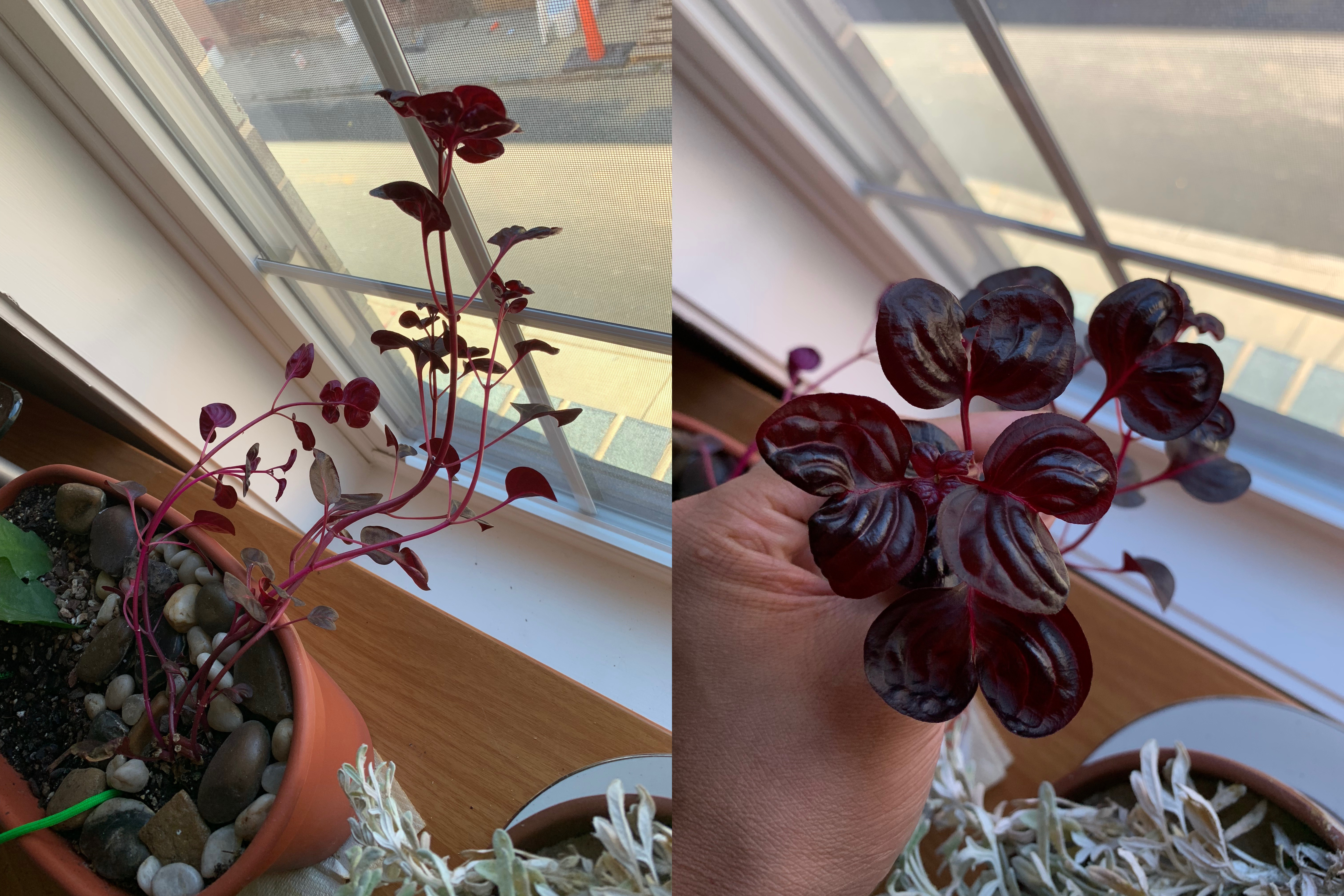 Plant ID plants