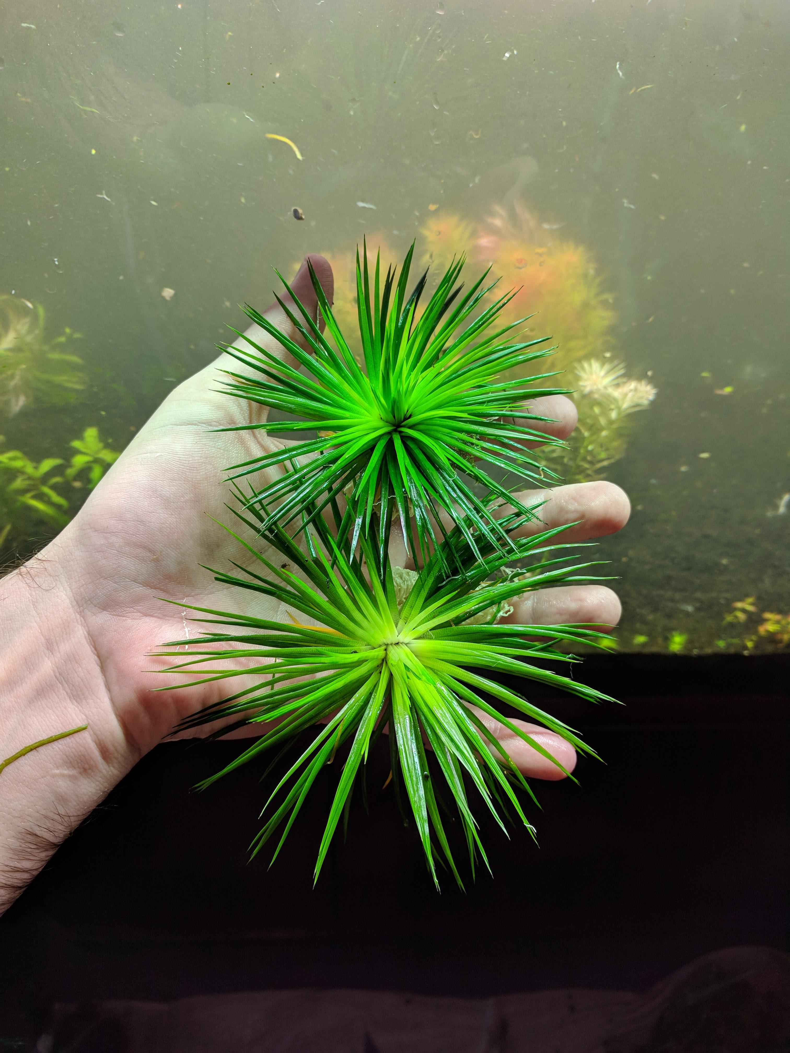 Top 10 Coolest Plants