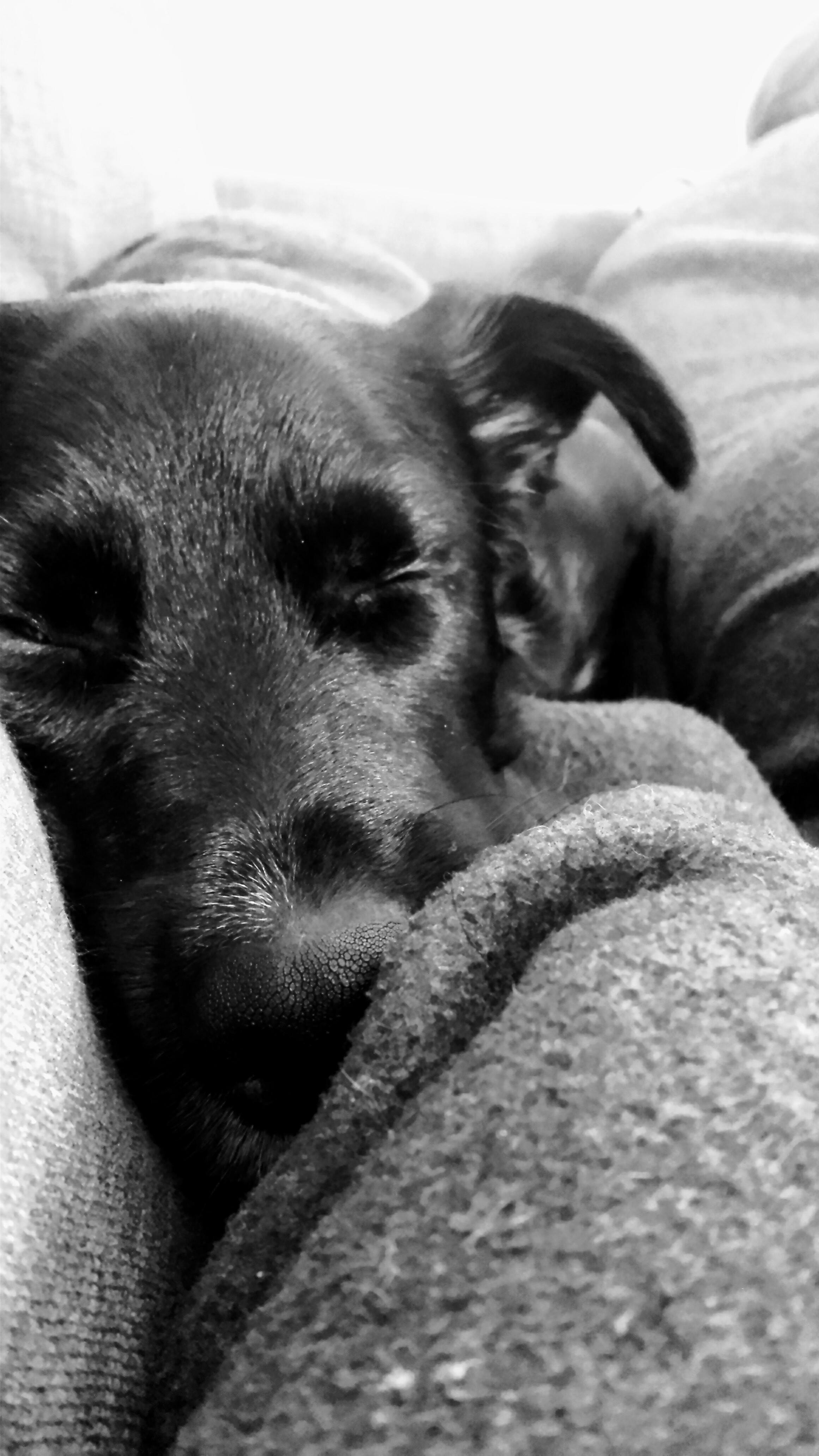 Good Night reddit r/DOG