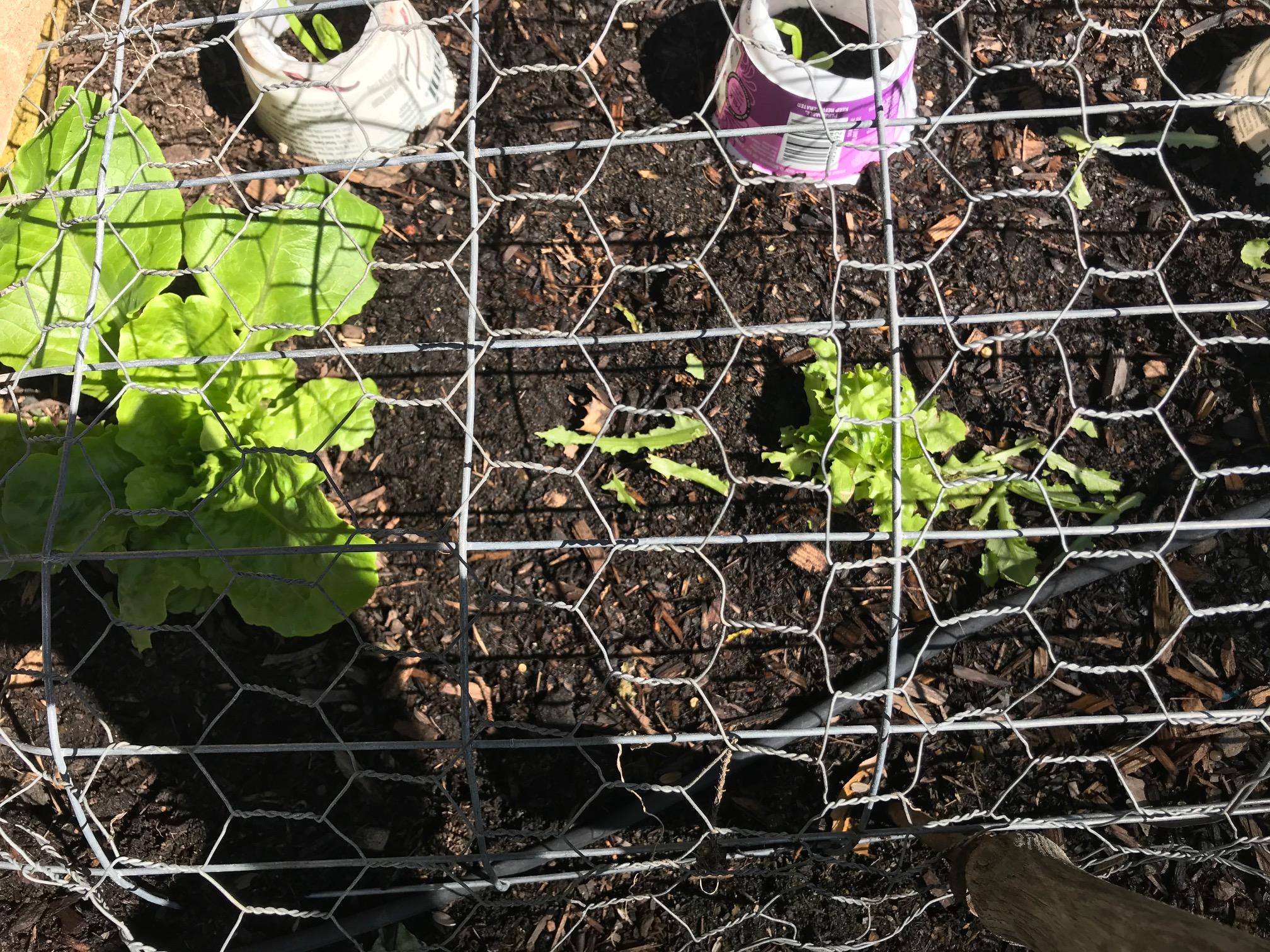 What's eating my lettuce (Zone 9b) r/gardening