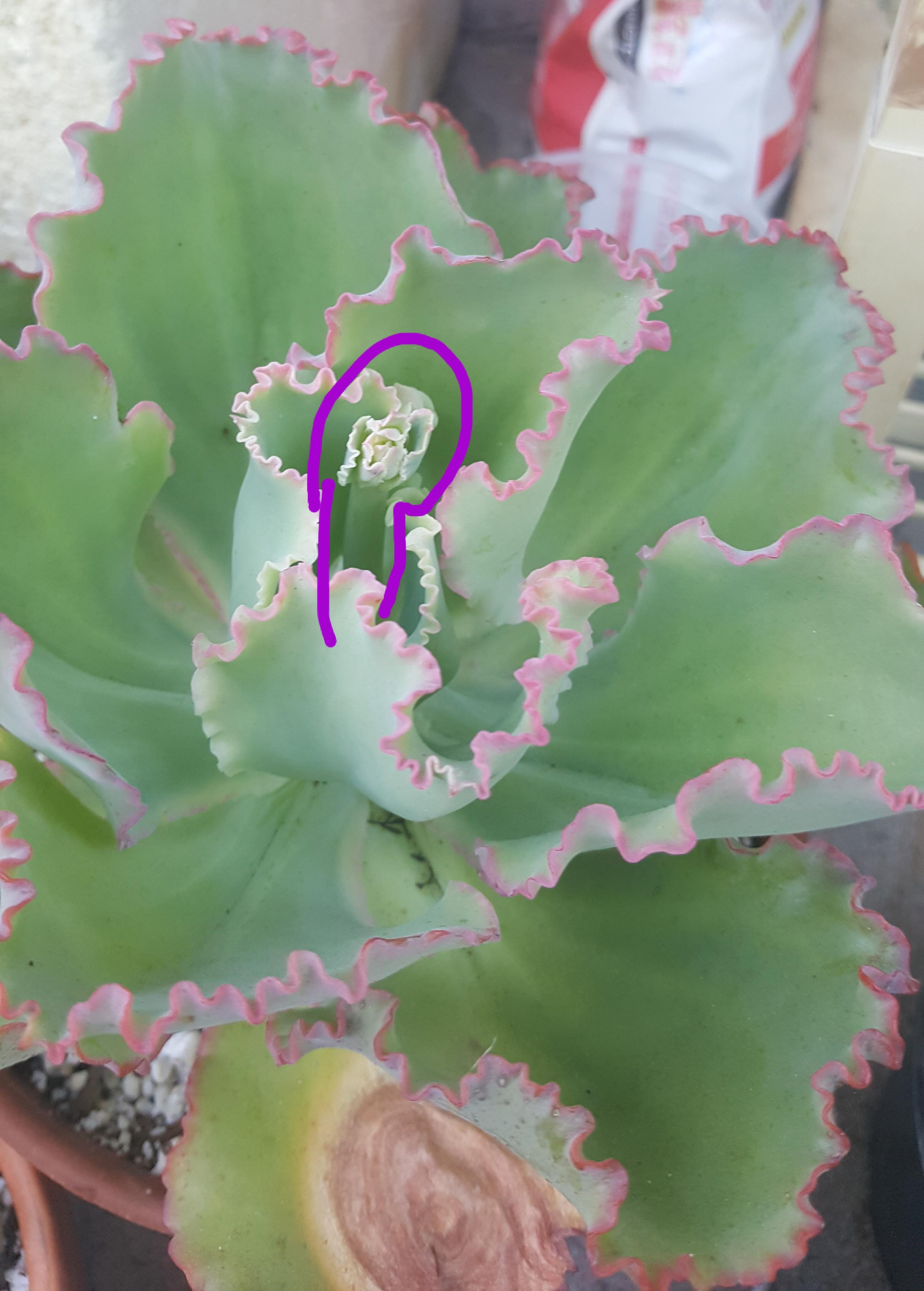 Succulent Flower Stalk, Succulent with very tall flower stalk A