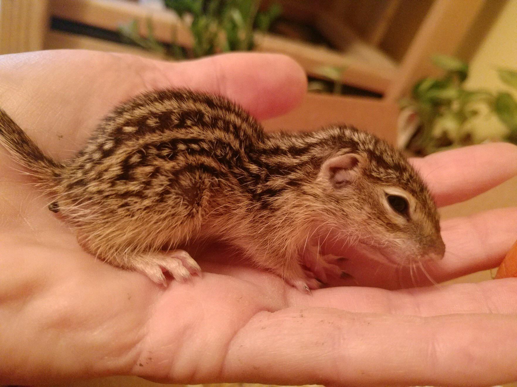 Baby Thirteen Lined Ground Squirrel that I am caring for as a wildlife