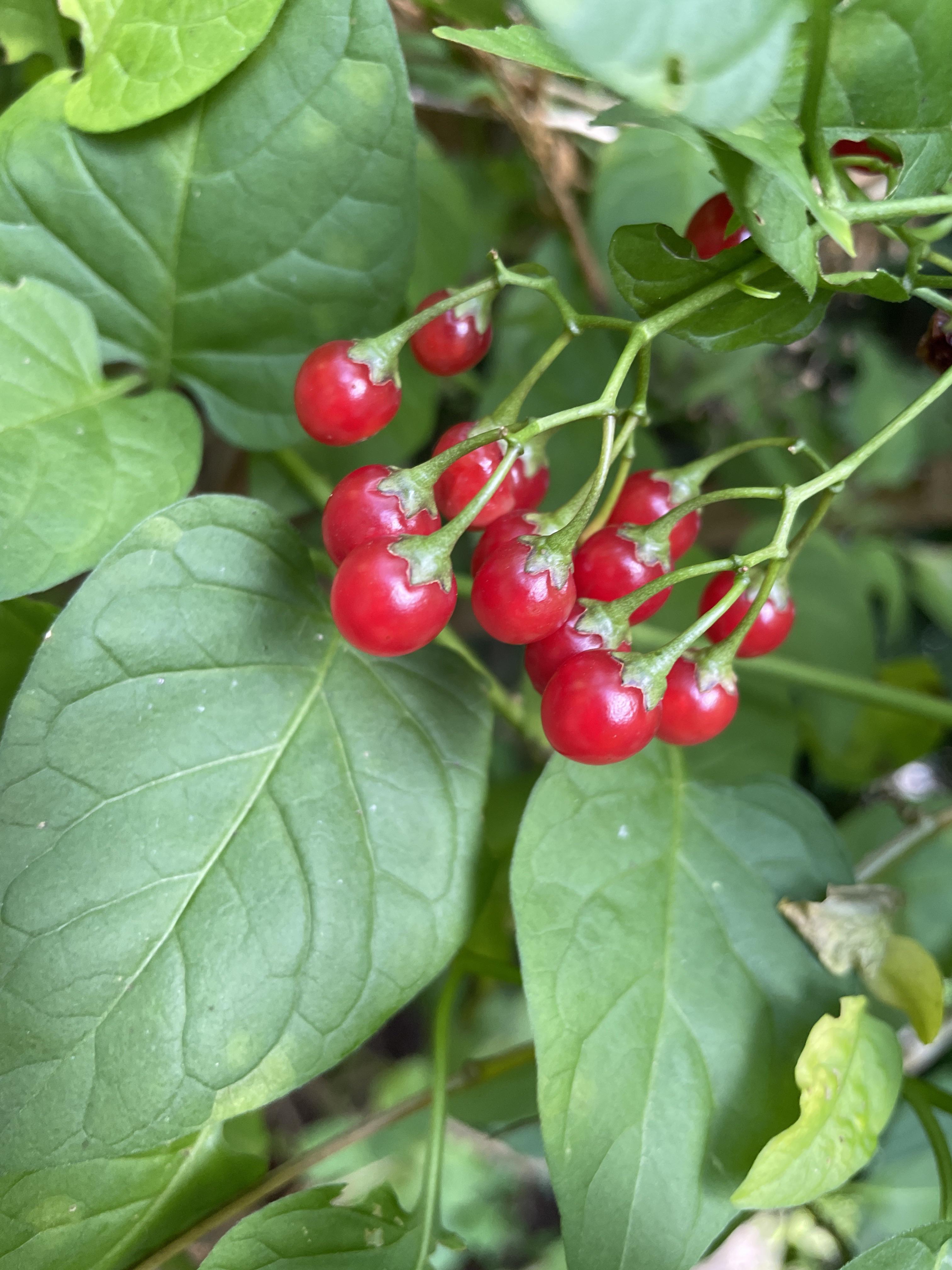 Are these berries poisonous? What are they? Berries