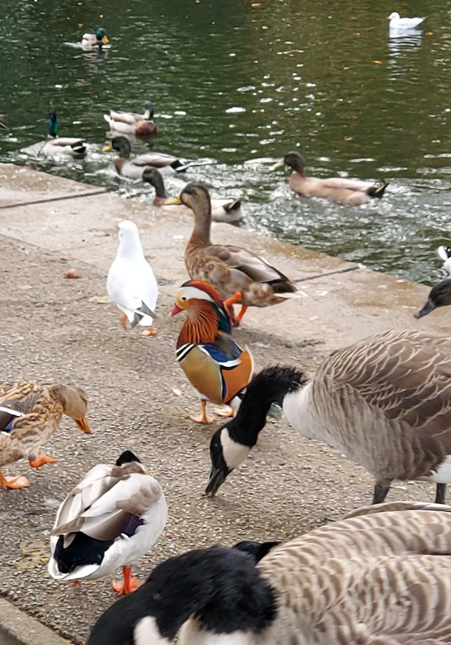 Whats this duck, Wakefield West Yorkshire UK whatsthisbird