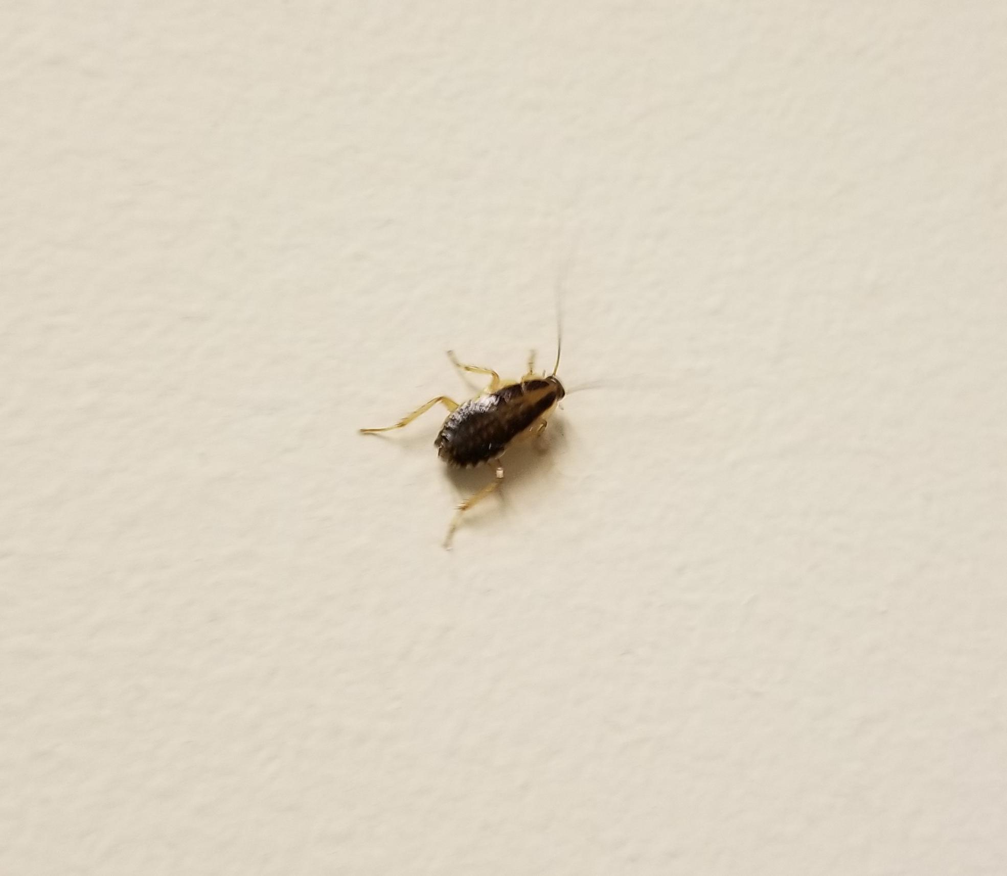 We have an infestation of these in an area of our work. Are they