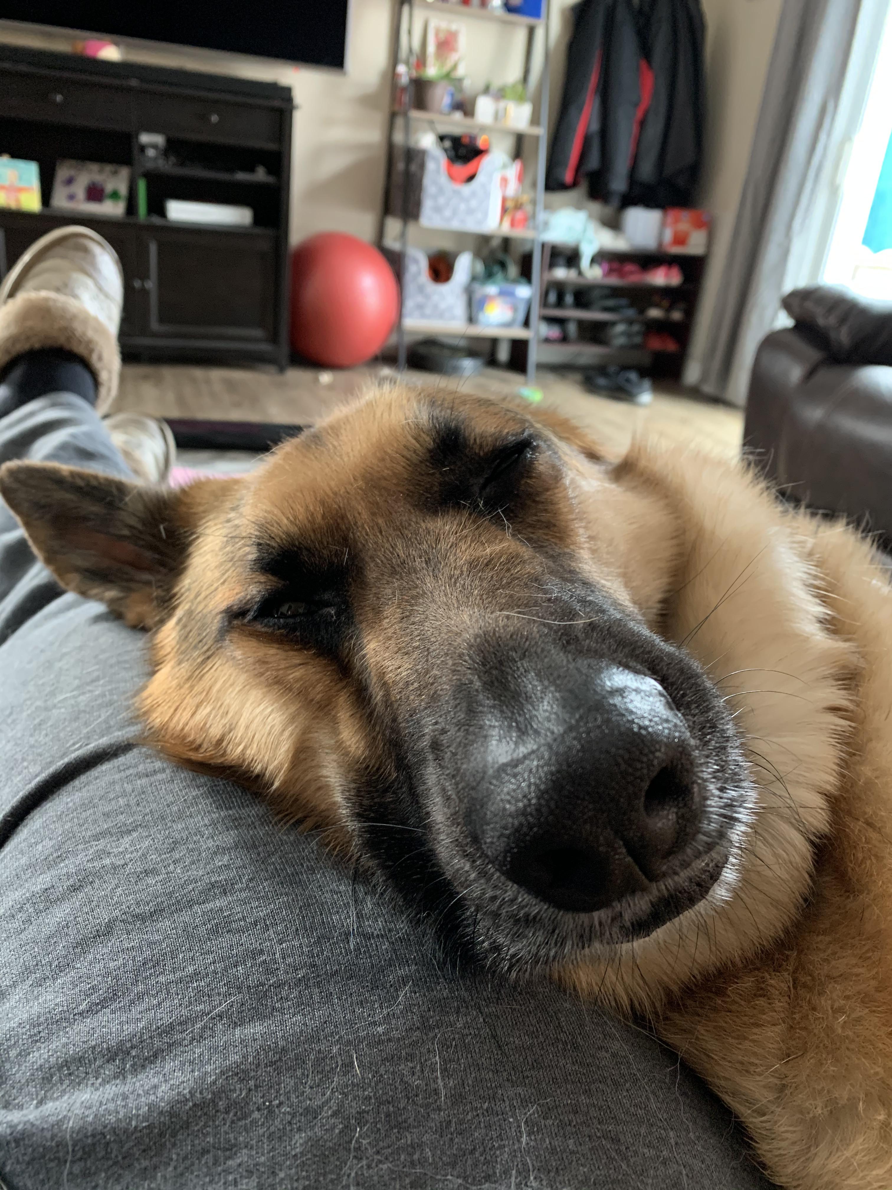 She’s the best part of couch naps r/aww