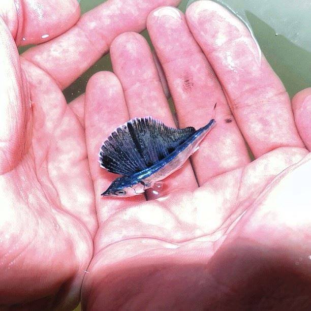 Baby sailfish r/Fishing