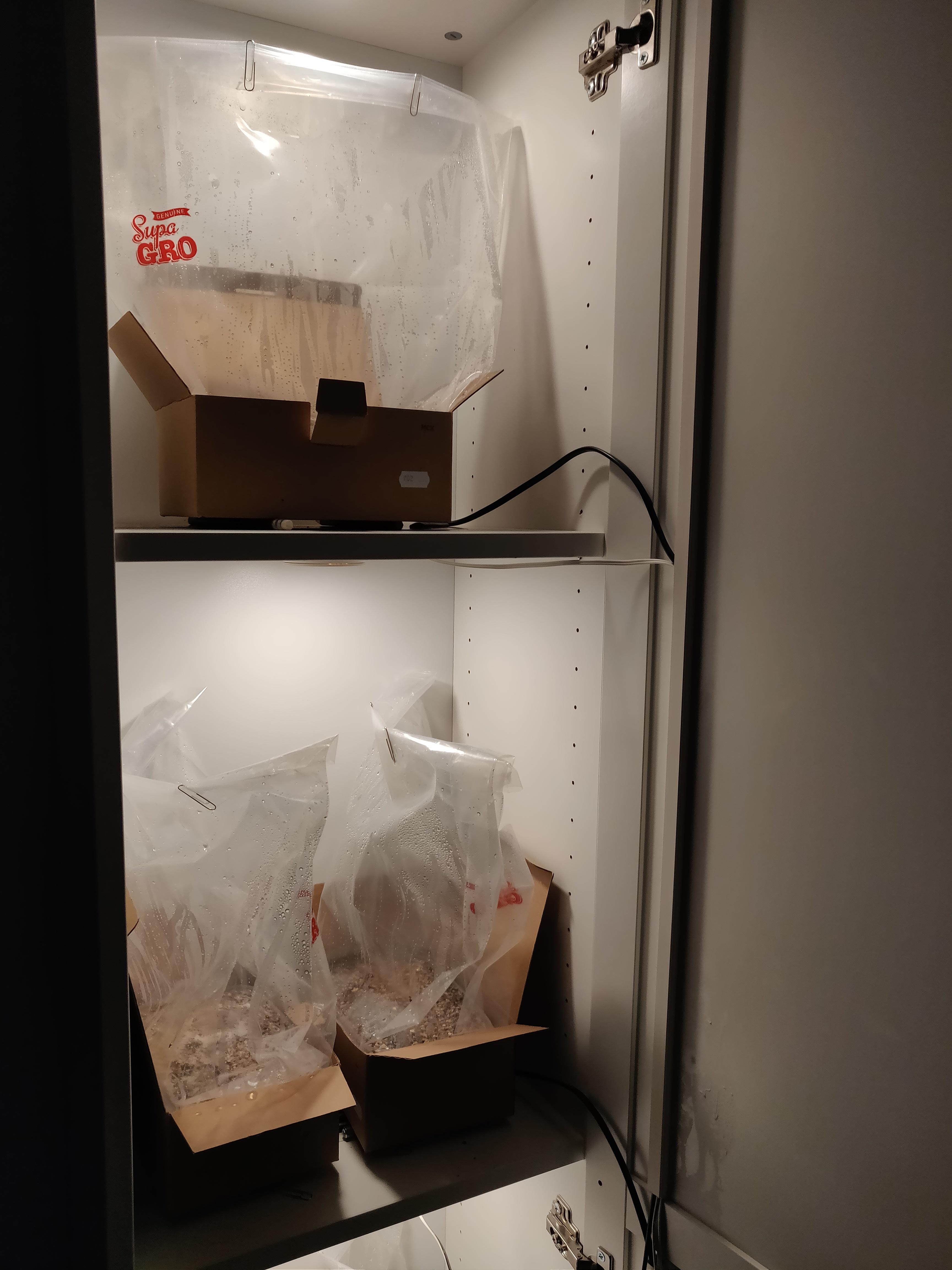 My grow closet r/Mushroom_Cultivation