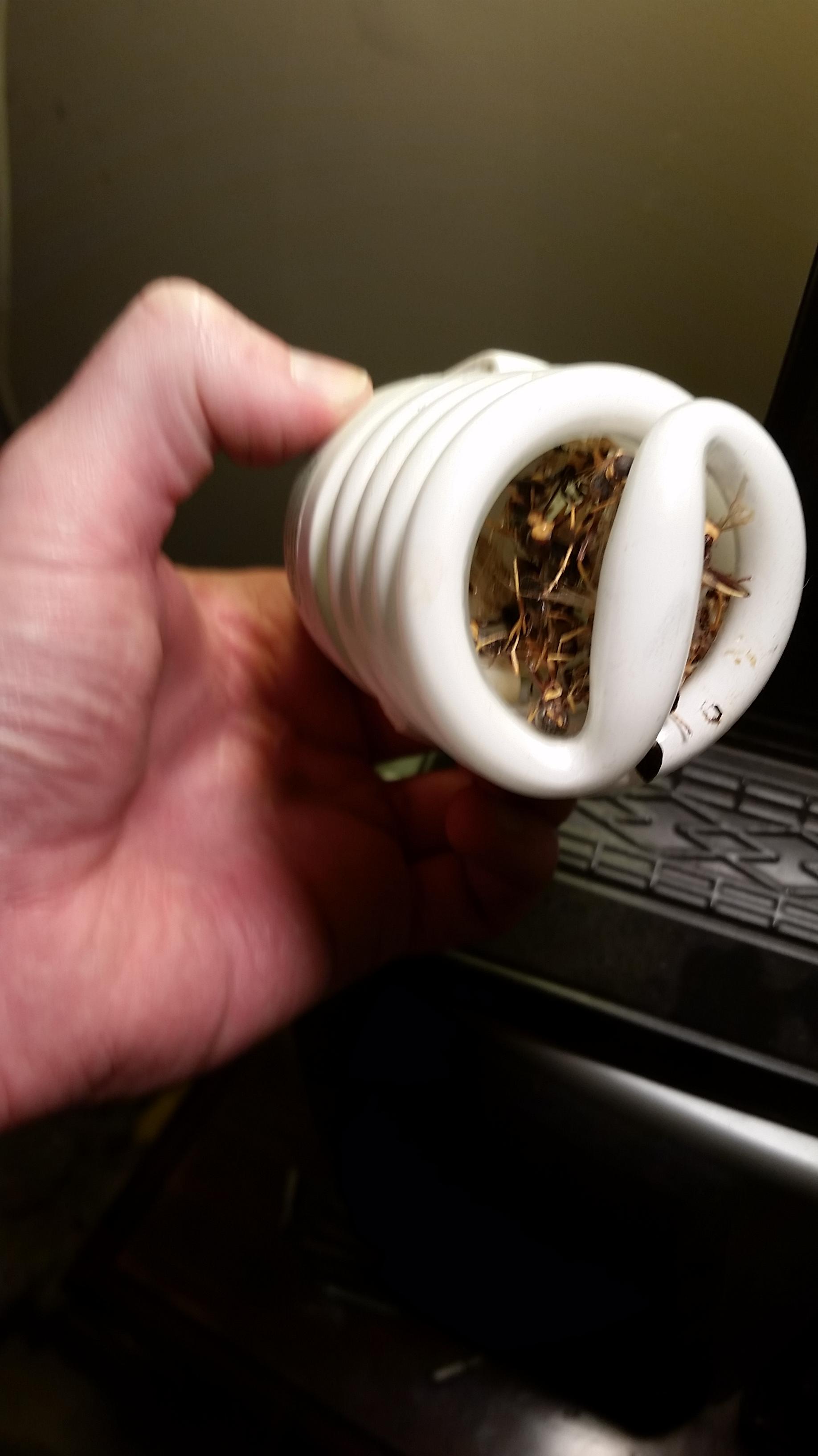 Wasps attracted to my garage light. mildlyinteresting