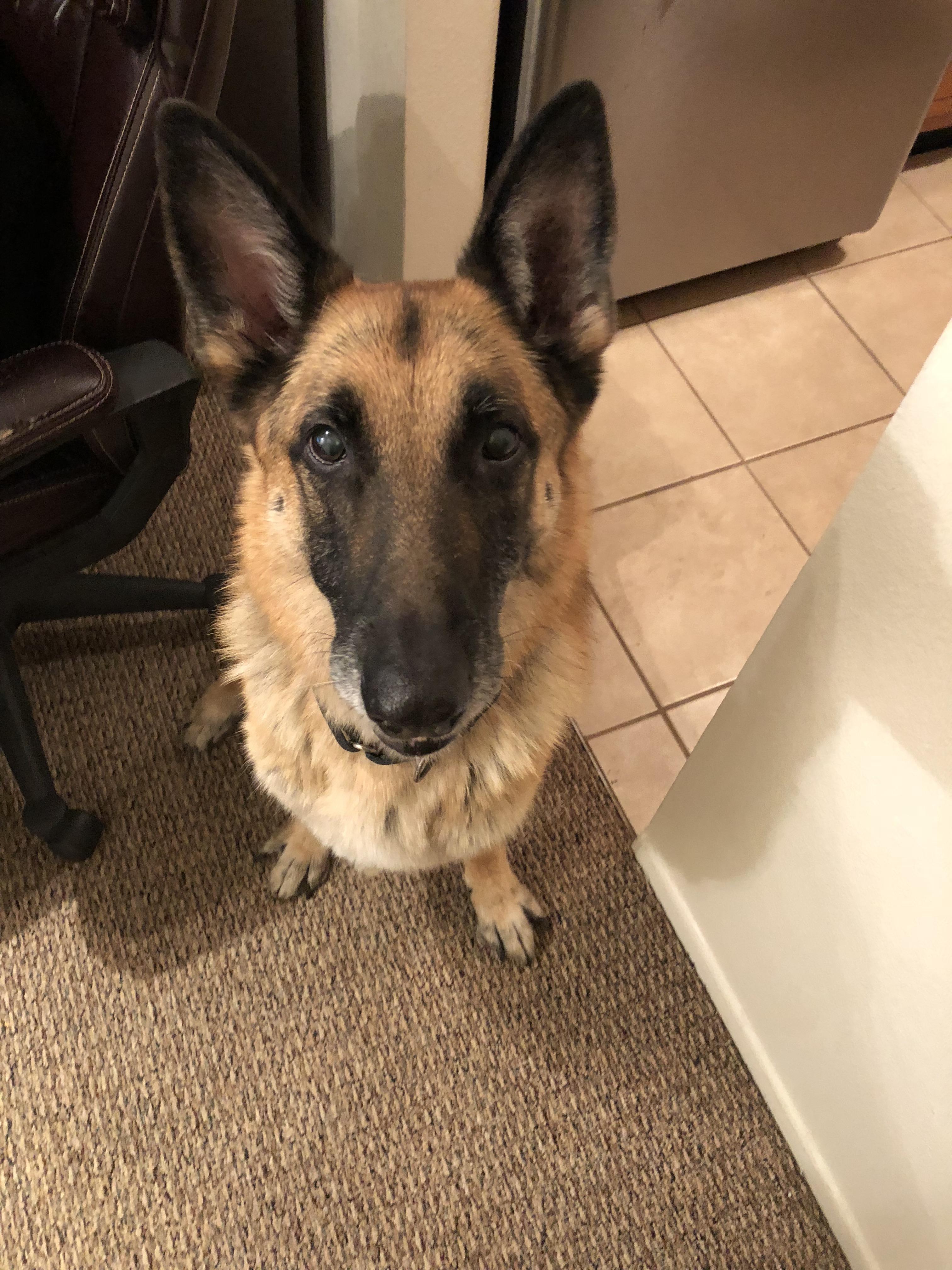 We found a dog in the Ivywild neighborhood! Older German Shepherd