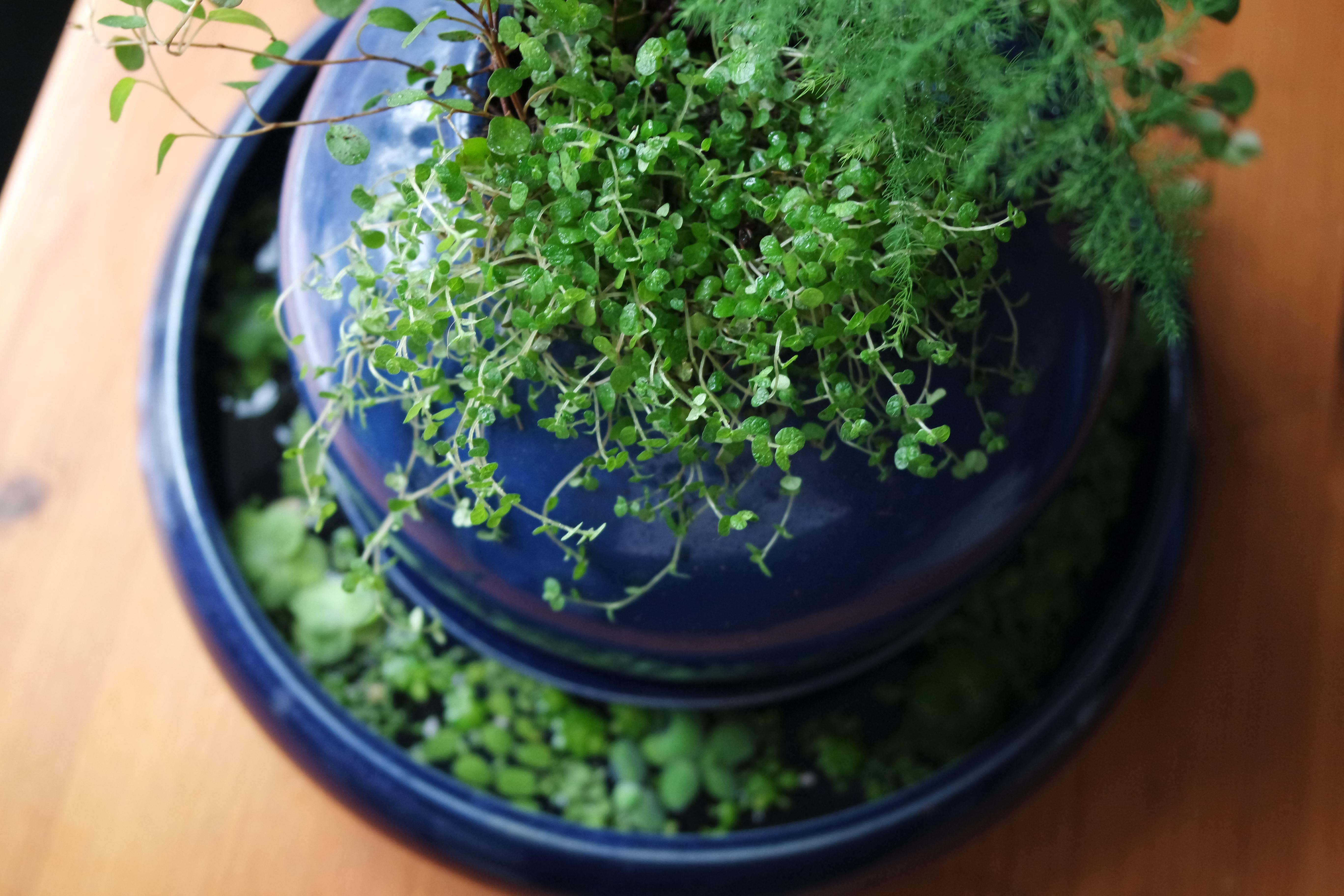 Outer ringvase planted with diverse floating aquatic plants and inner