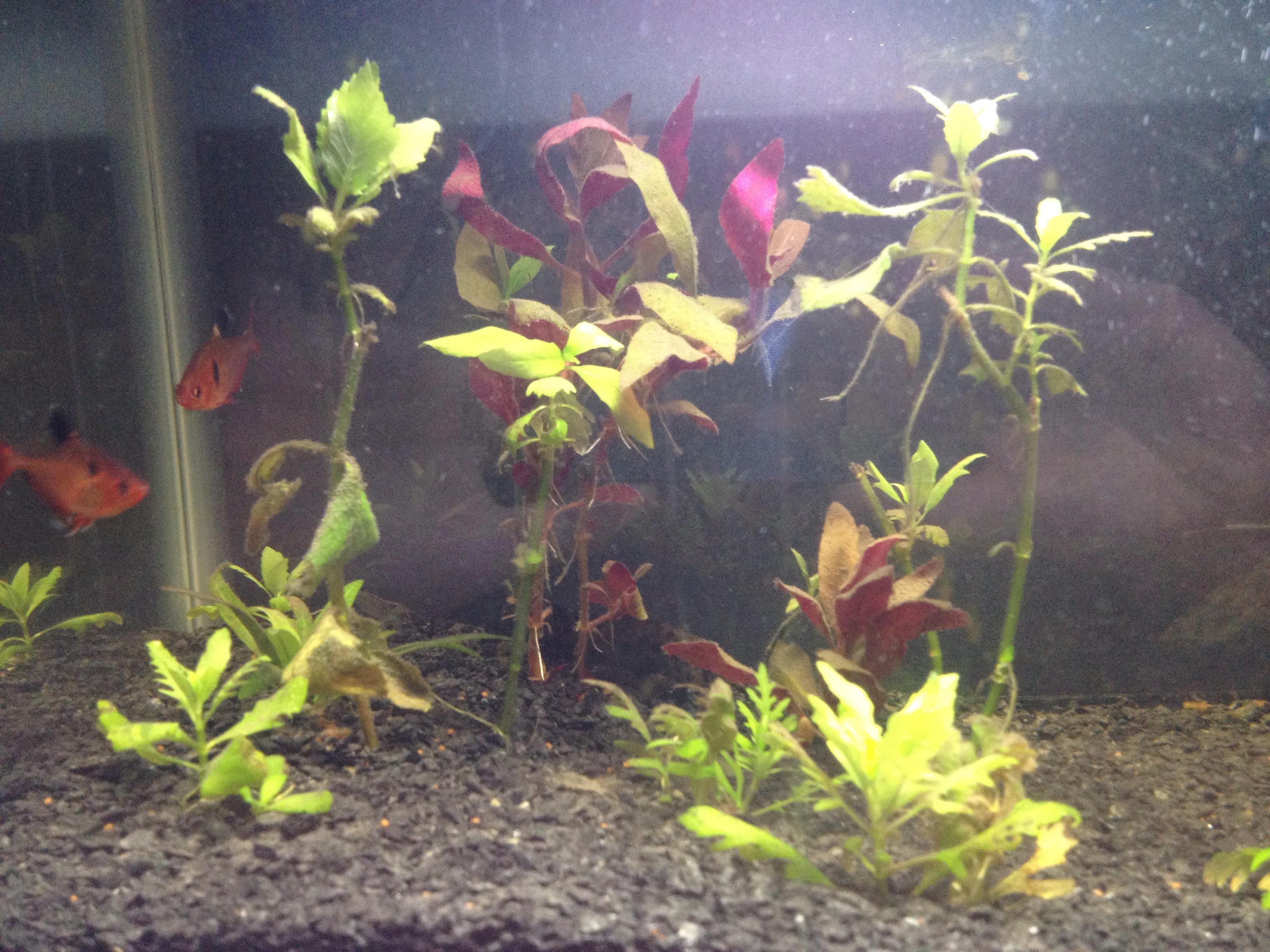 My Plants Are Dying, Anyone Know Why? r/Aquariums