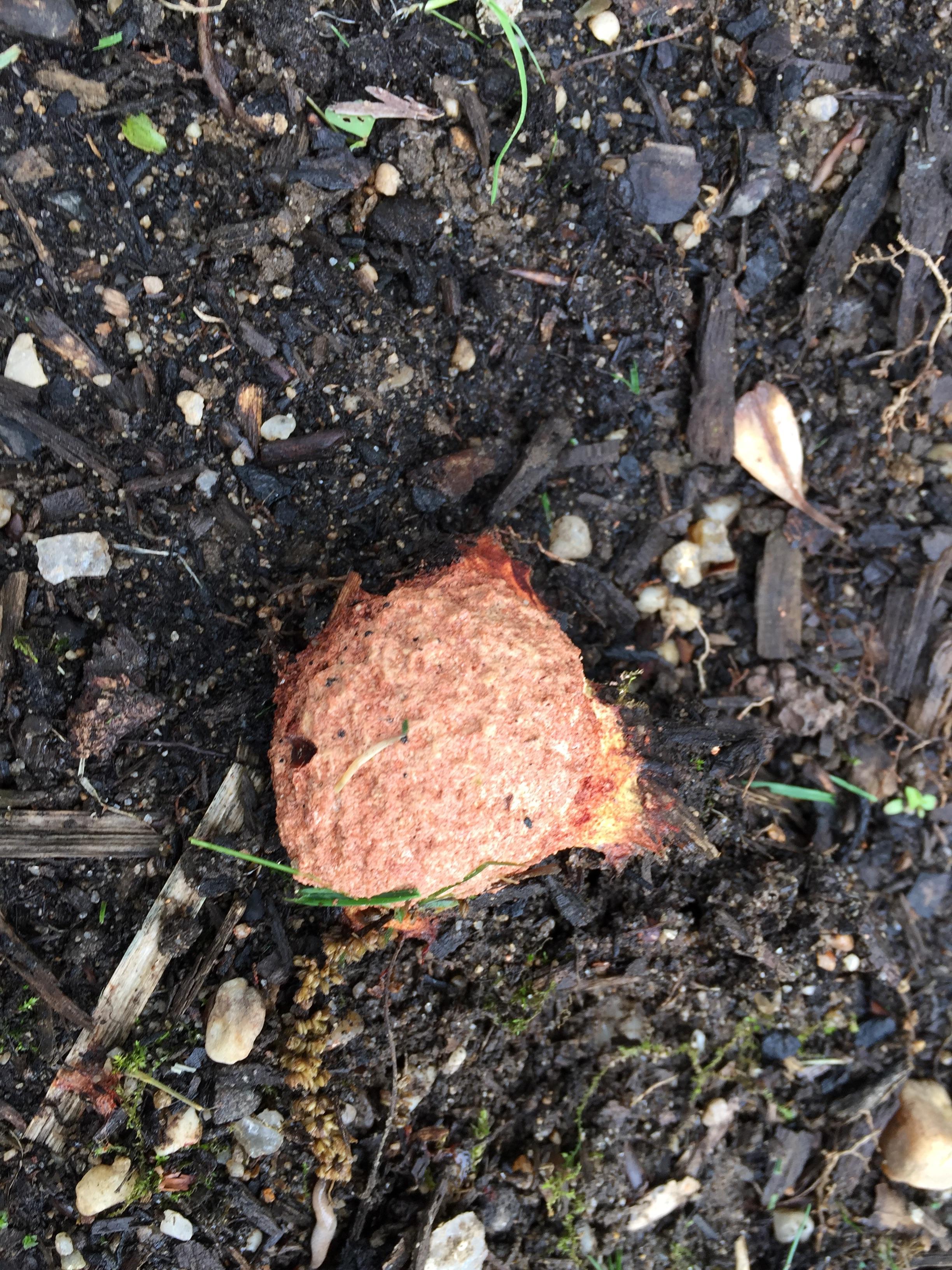 What is this mushy, snotlike reddish thing growing in my flower bed