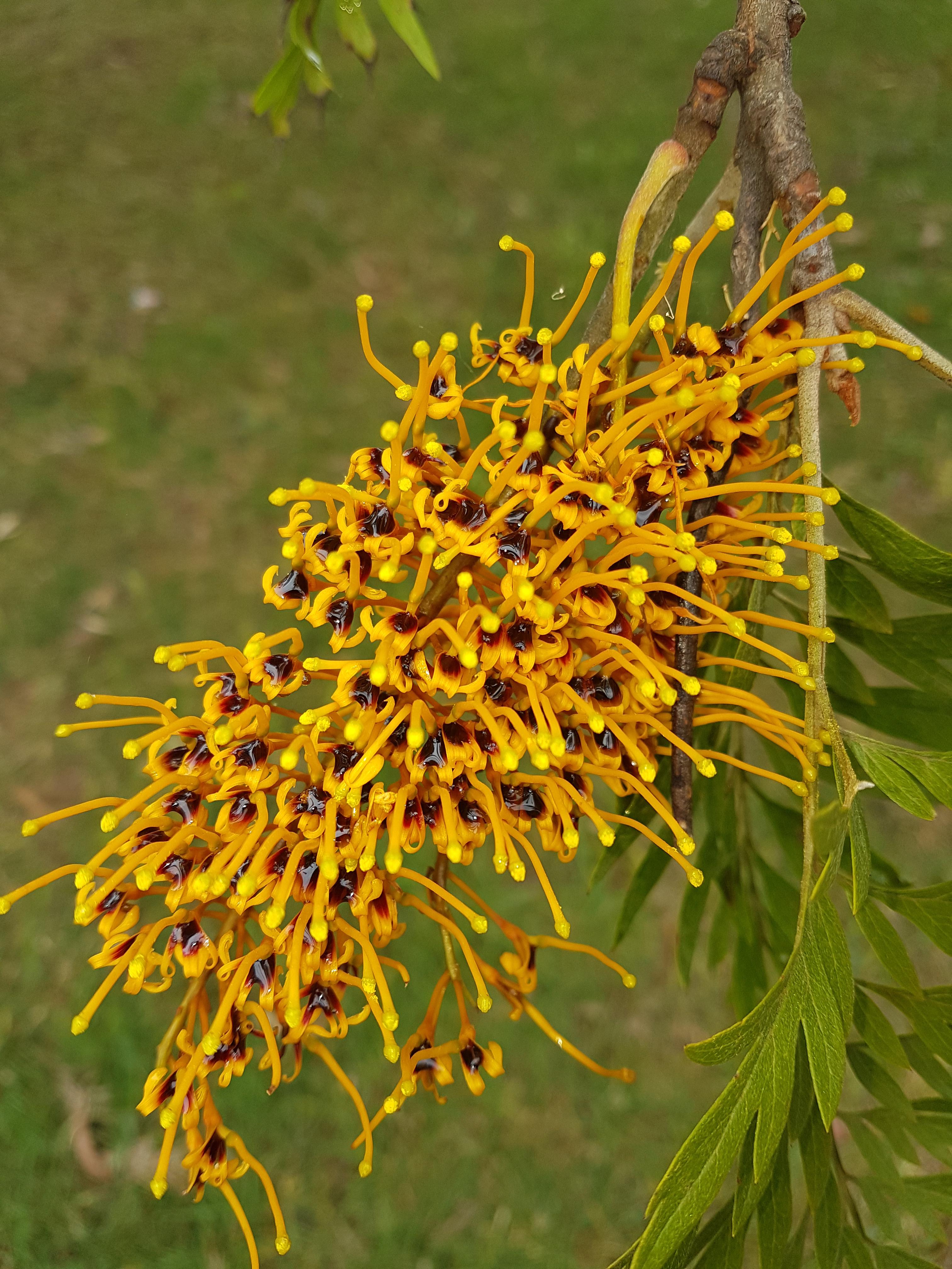 Grevillea robusta (Silky Oak) flower full of nectar) Melbourne