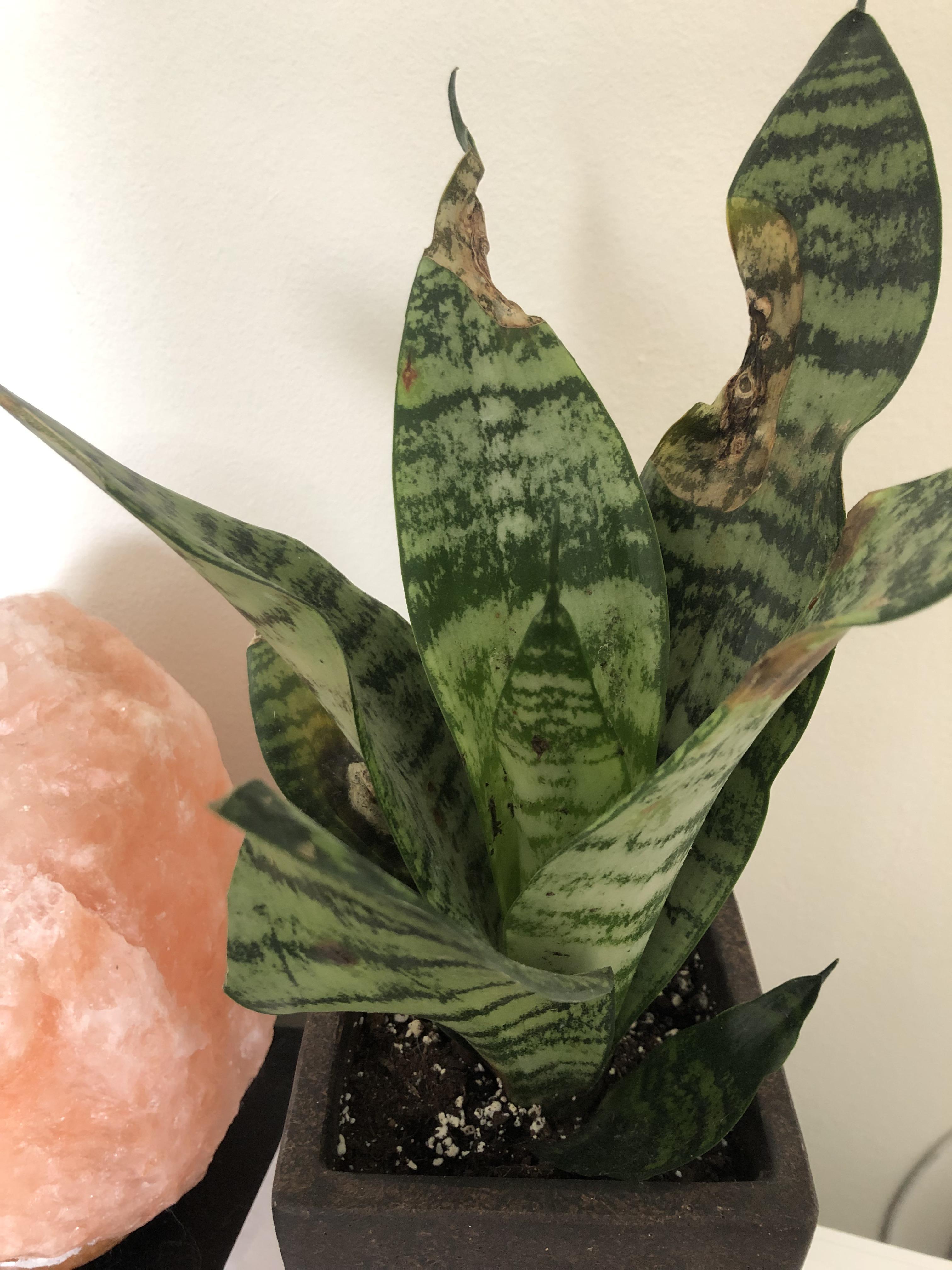 Got this snake plant at Home Depot for 5. There looked like some sort