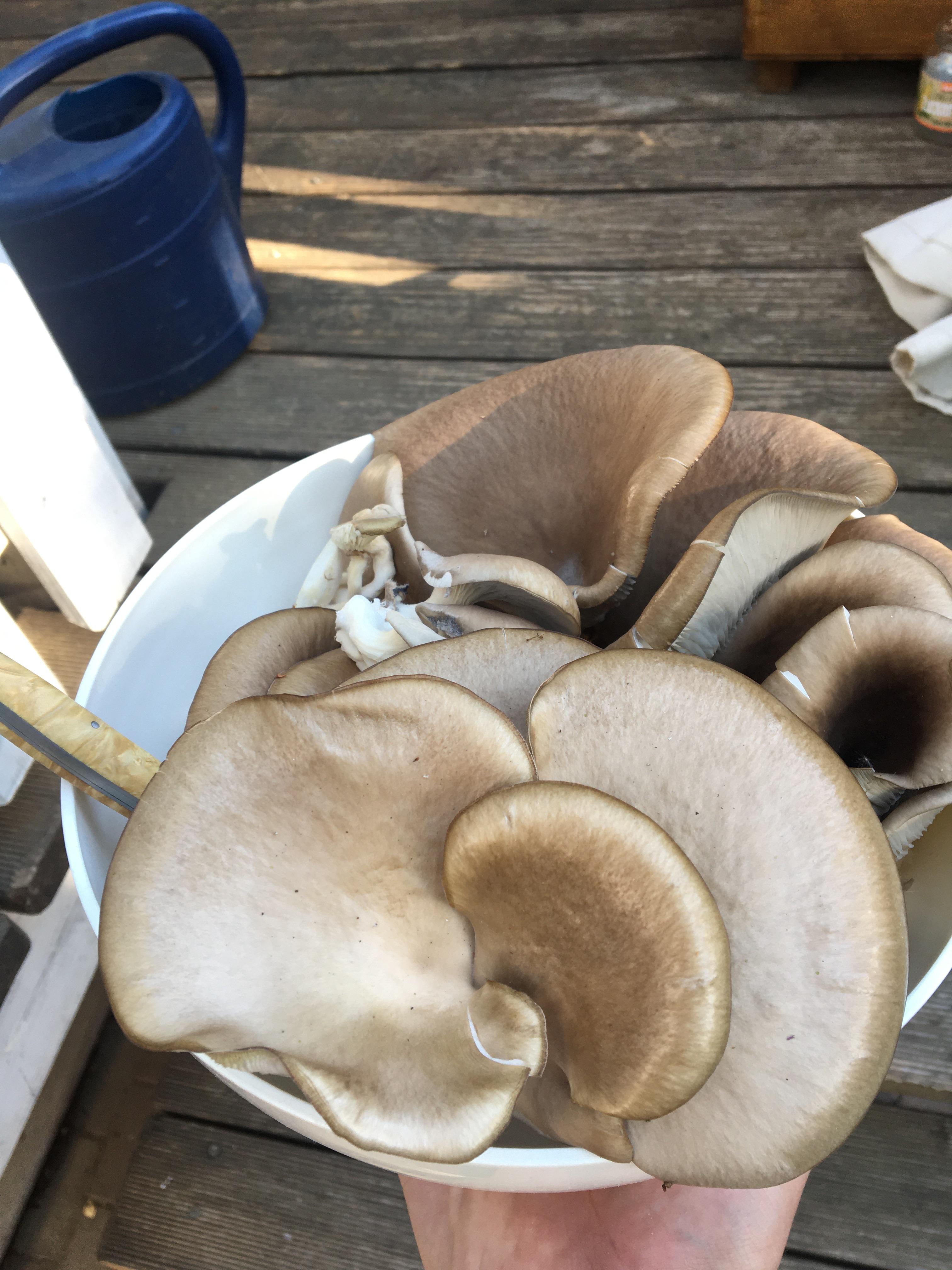 [gourmet] First ever flush of Oyster Mushrooms. r/MushroomGrowers