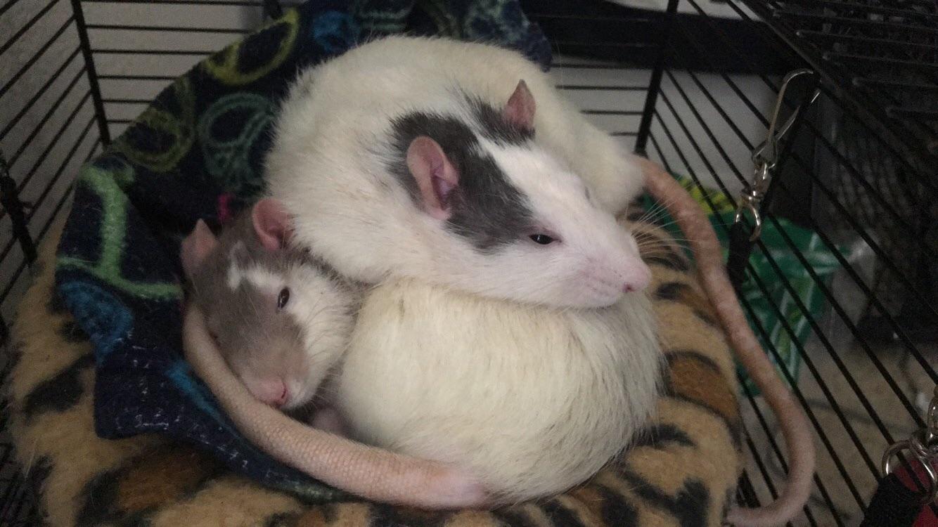 turns out brothers are really comfy beds r/RATS