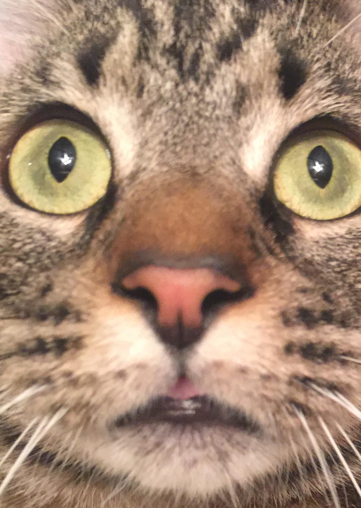 Got my cat to stare at a fan and then I zoomed into his face. r/pics