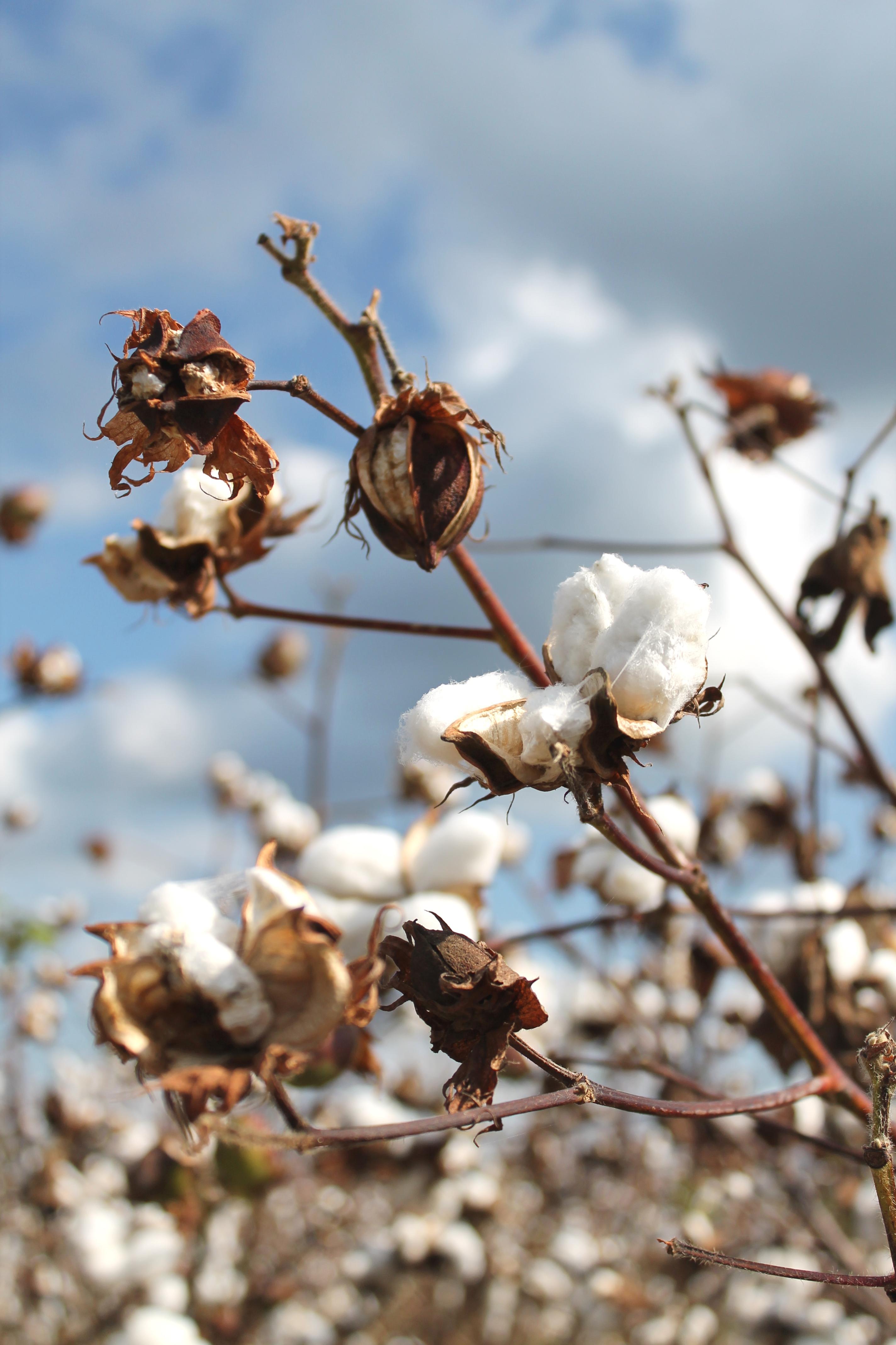 It's cotton season here in central NC. r/NorthCarolina