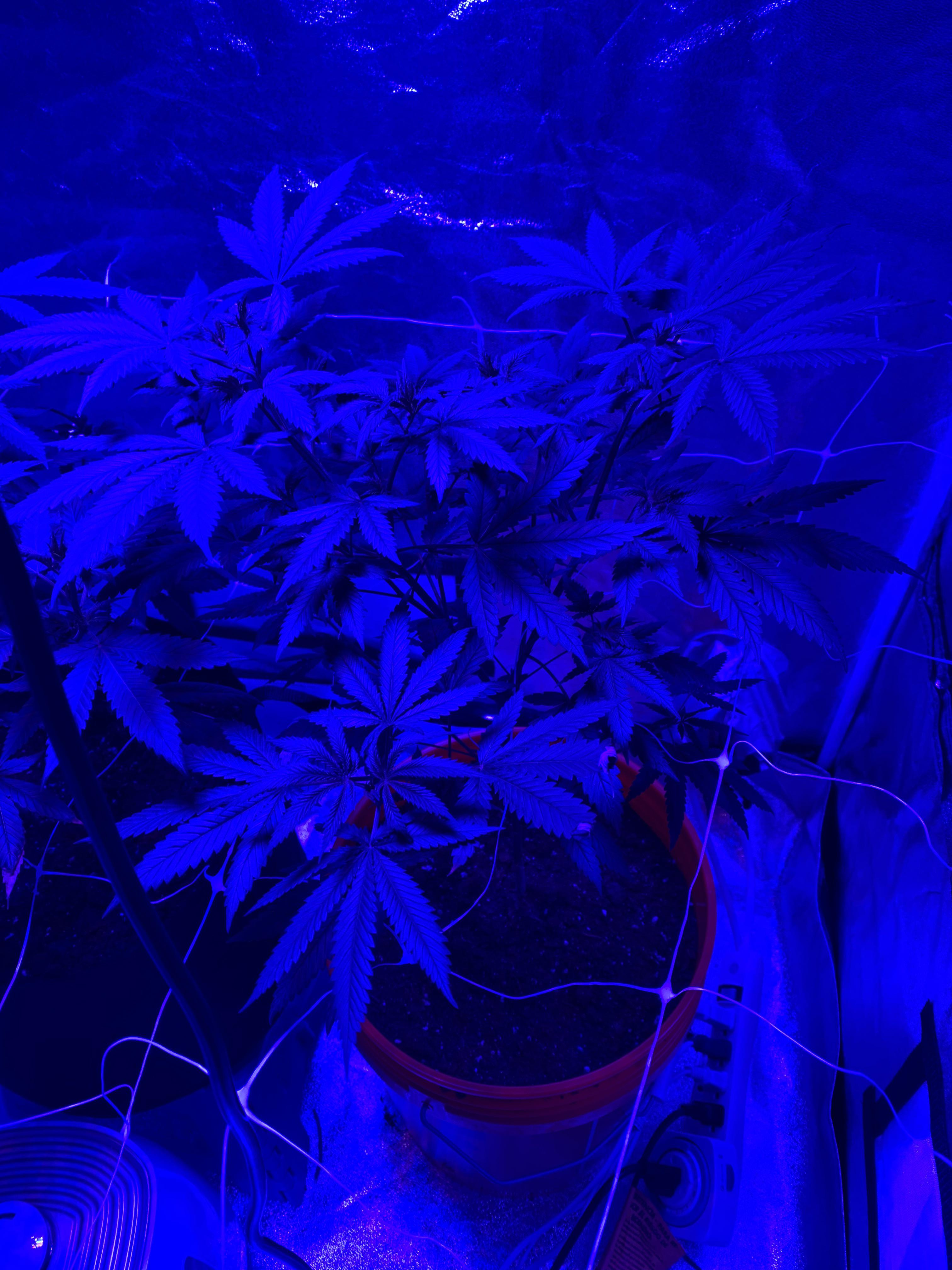 My submission for nicest plant )