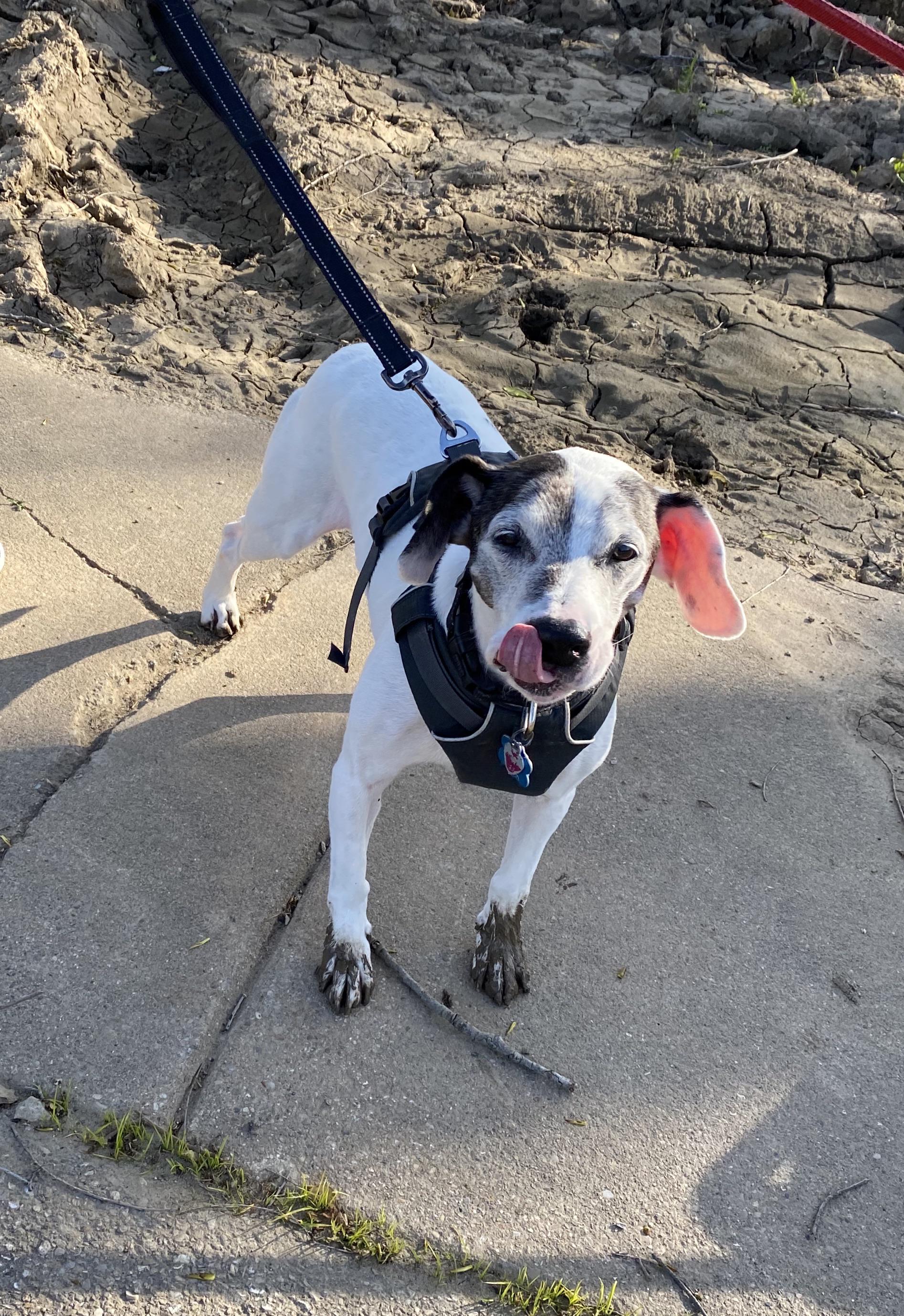 Muddy paws mlem r/mlem