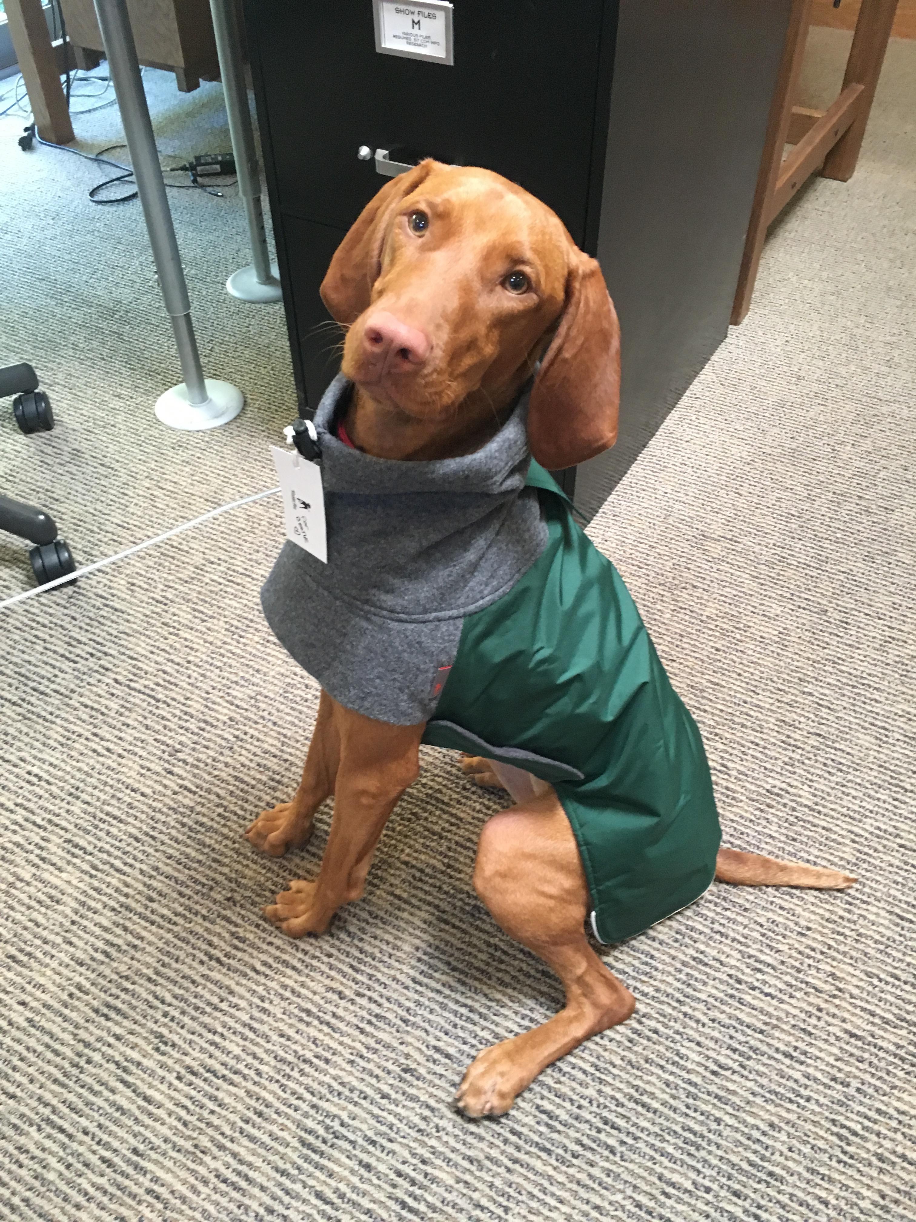 Bertie got her new winter coat! r/vizsla