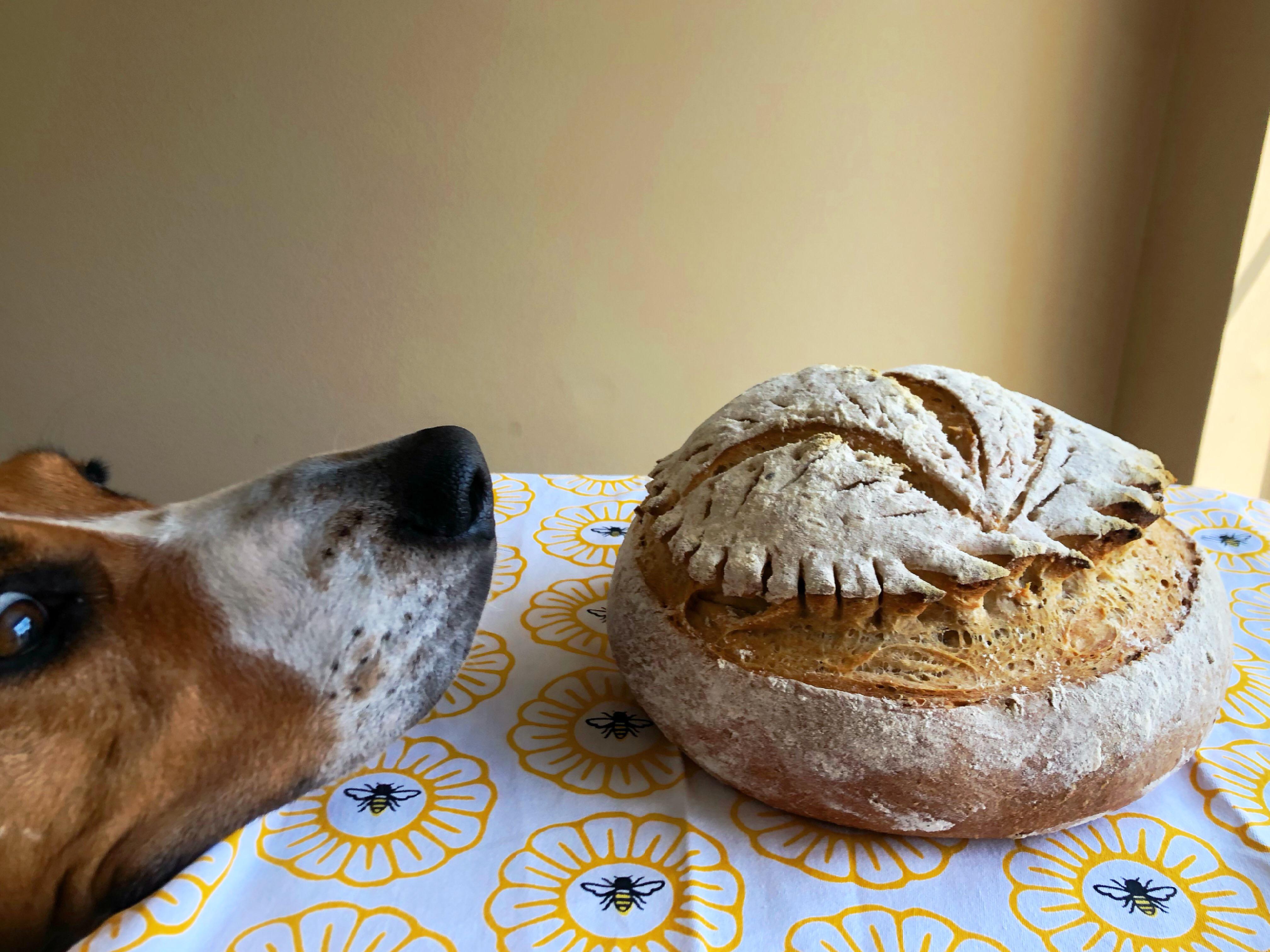 Everything Bagel Seasoning Rye Loaf going through rigorous quality