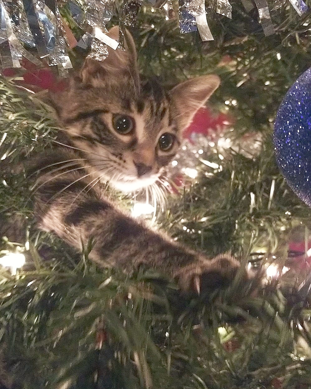A Kitten' s first Christmas. r/cats