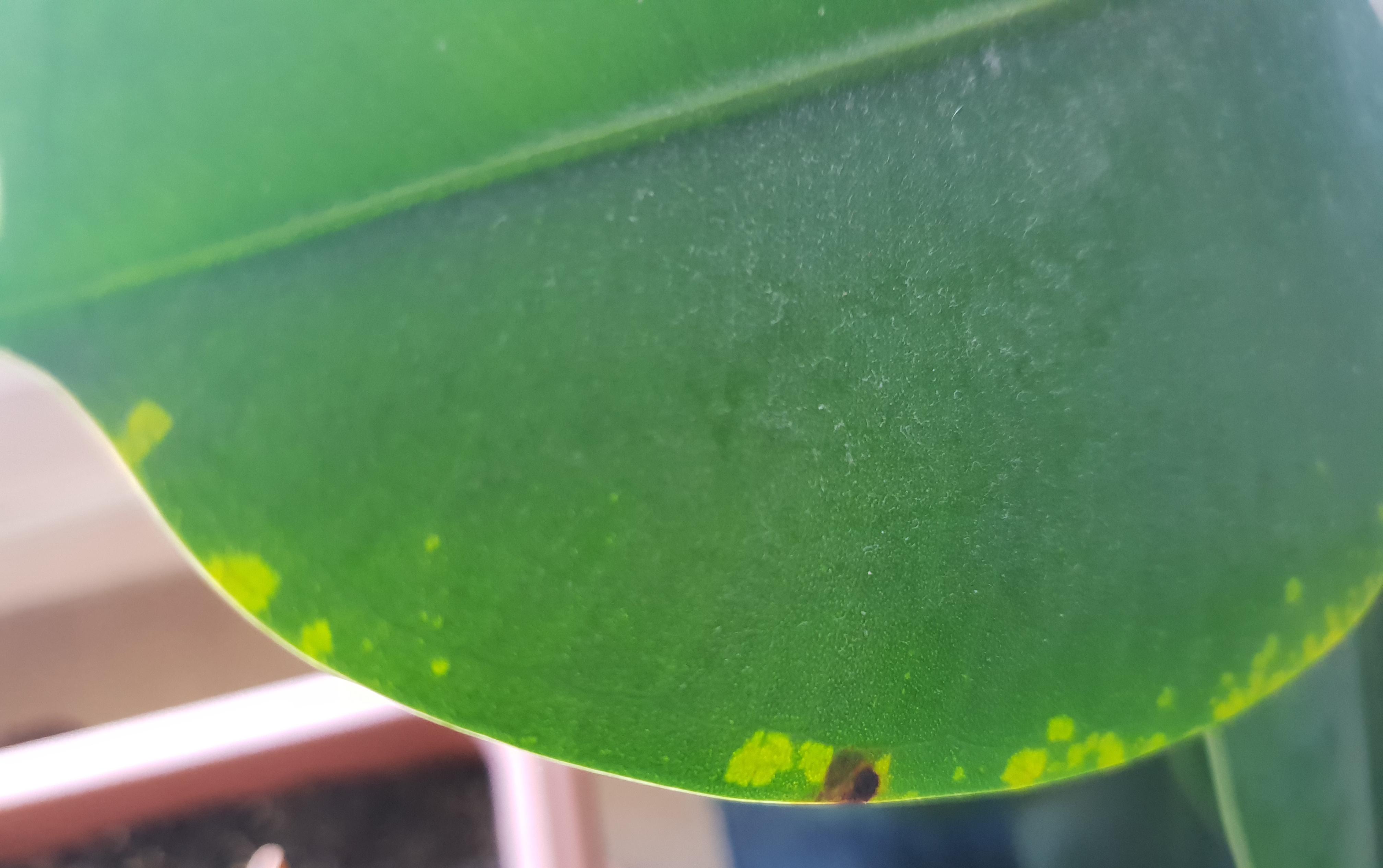 Yellow spots one one leaf of my rubber plant. On the underside of the leaf, the spots are light