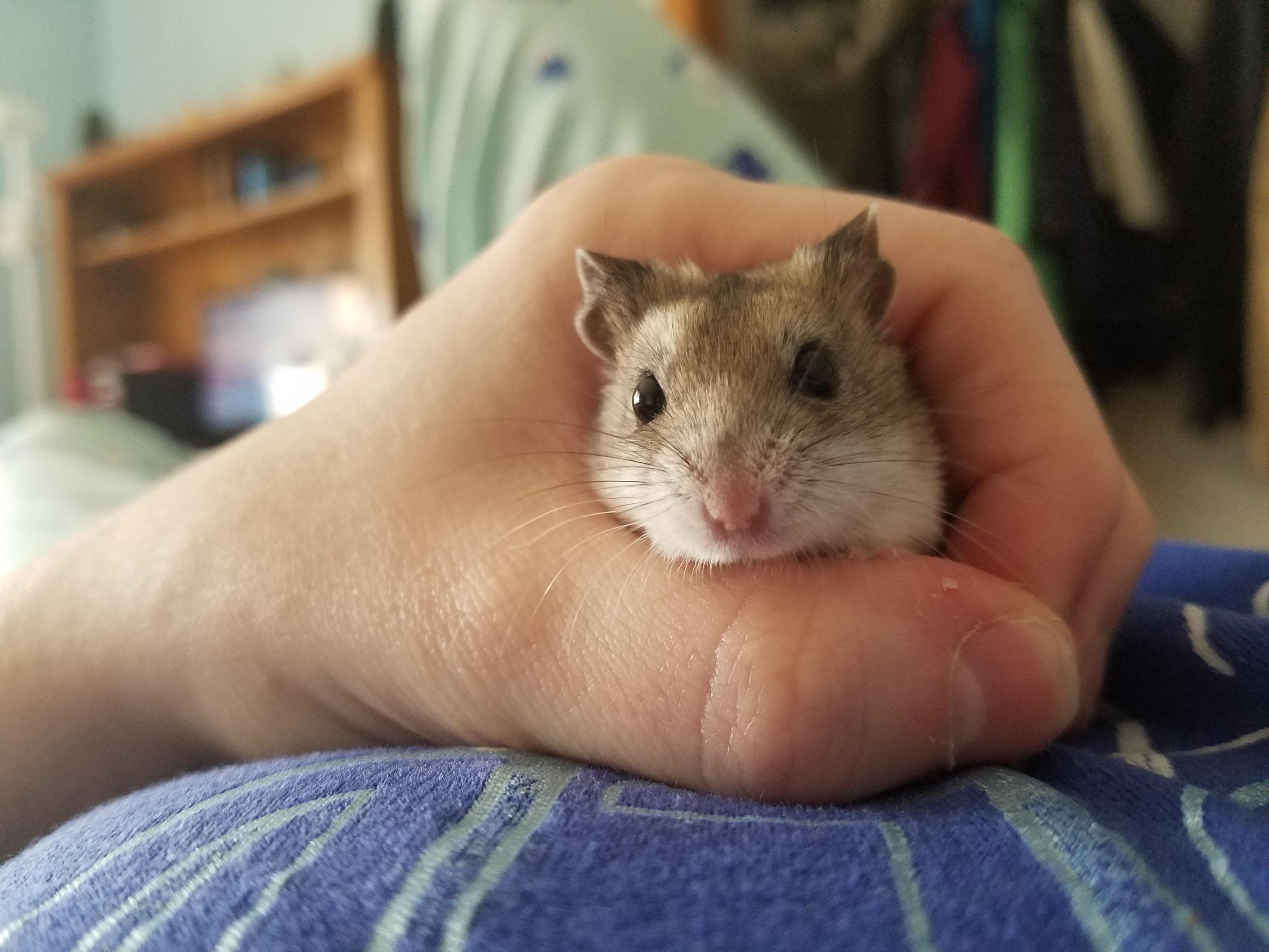 my little chinese dwarf, cinnamon chunks r/hamsters