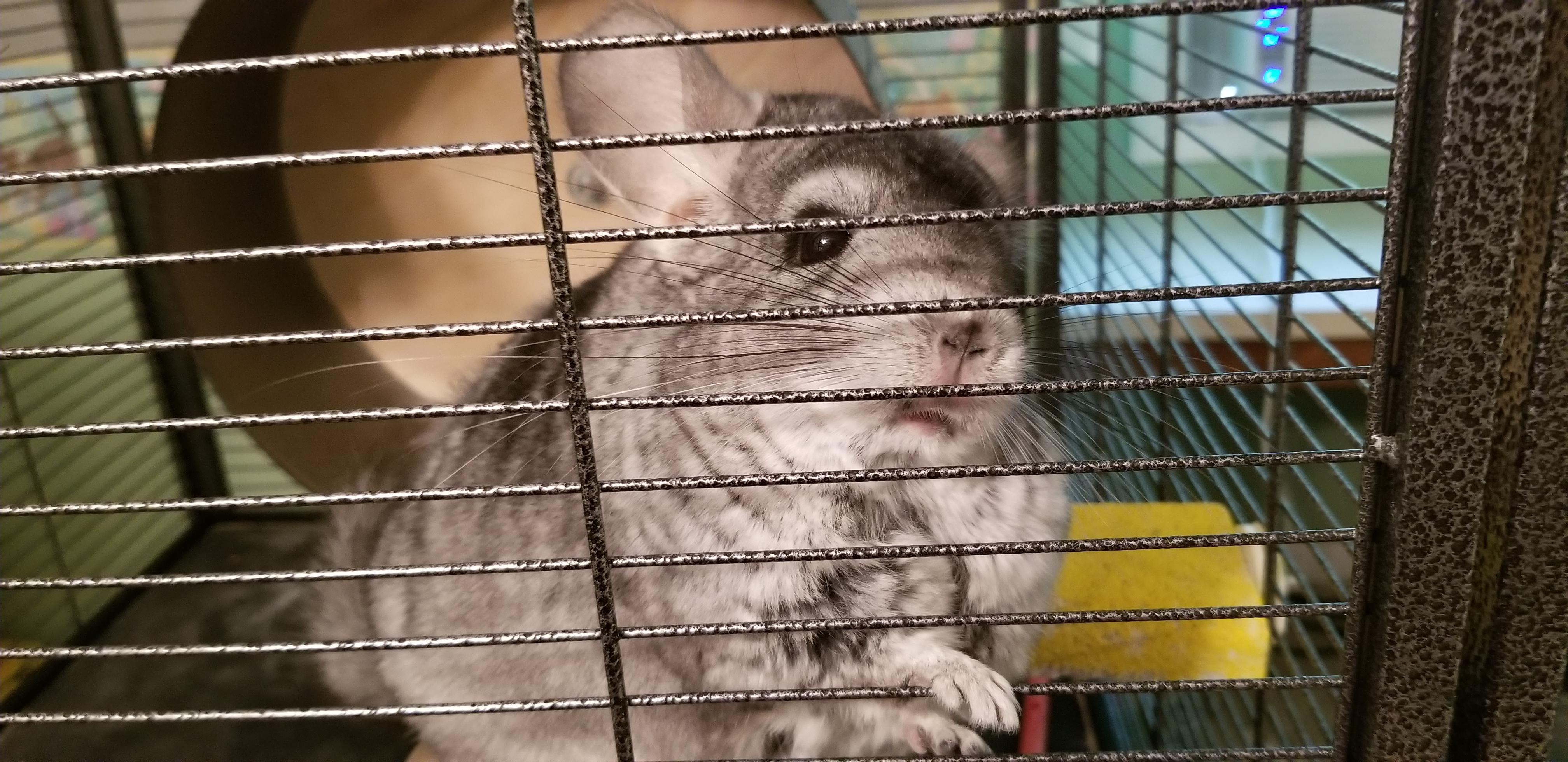 This is my chinchilla, Chichi. I'm new to the chinchilla world and this reddit has been so