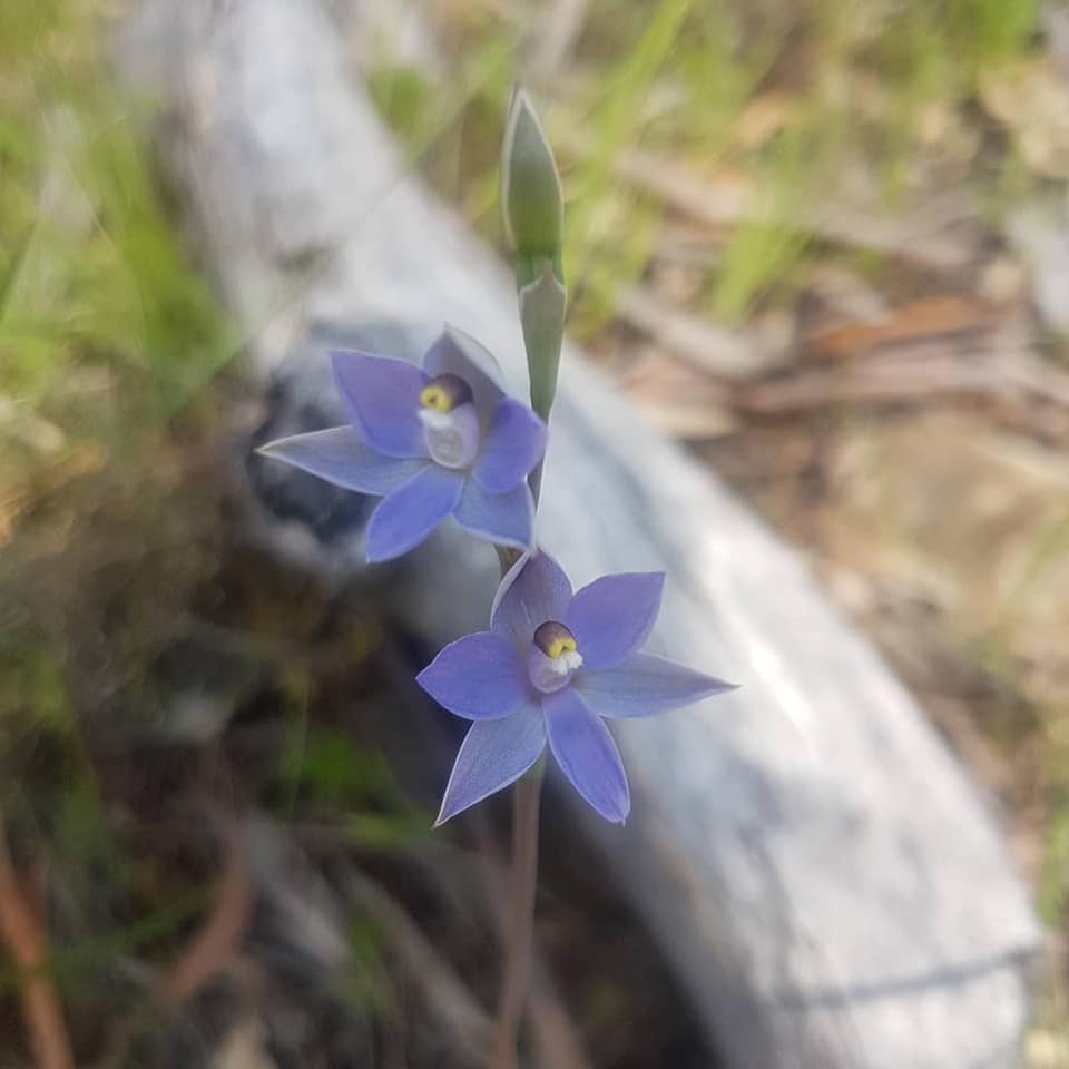 Thelymitra pauciflora (Slender Sun Orchid), Tasmania. r/orchids