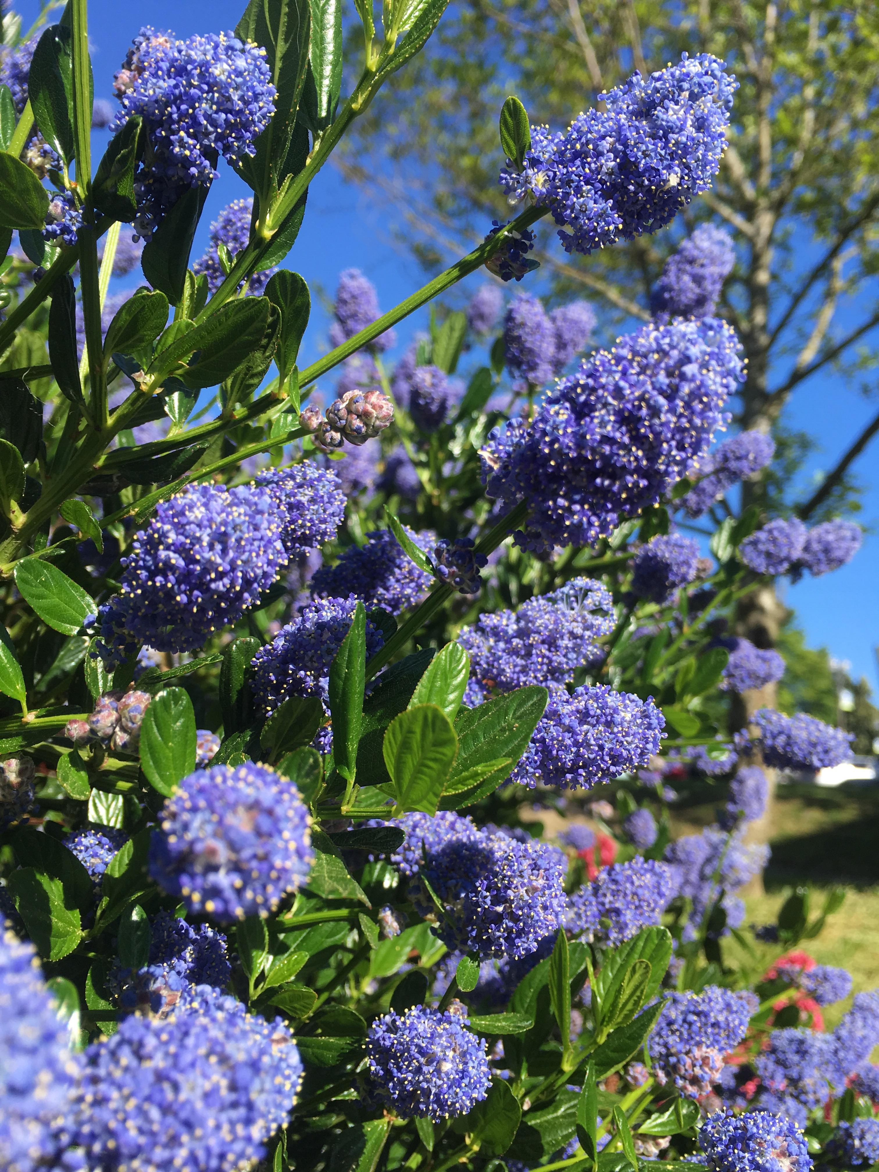 Some kind of ornamental bush in the Pacific Northwest r/Ceanothus