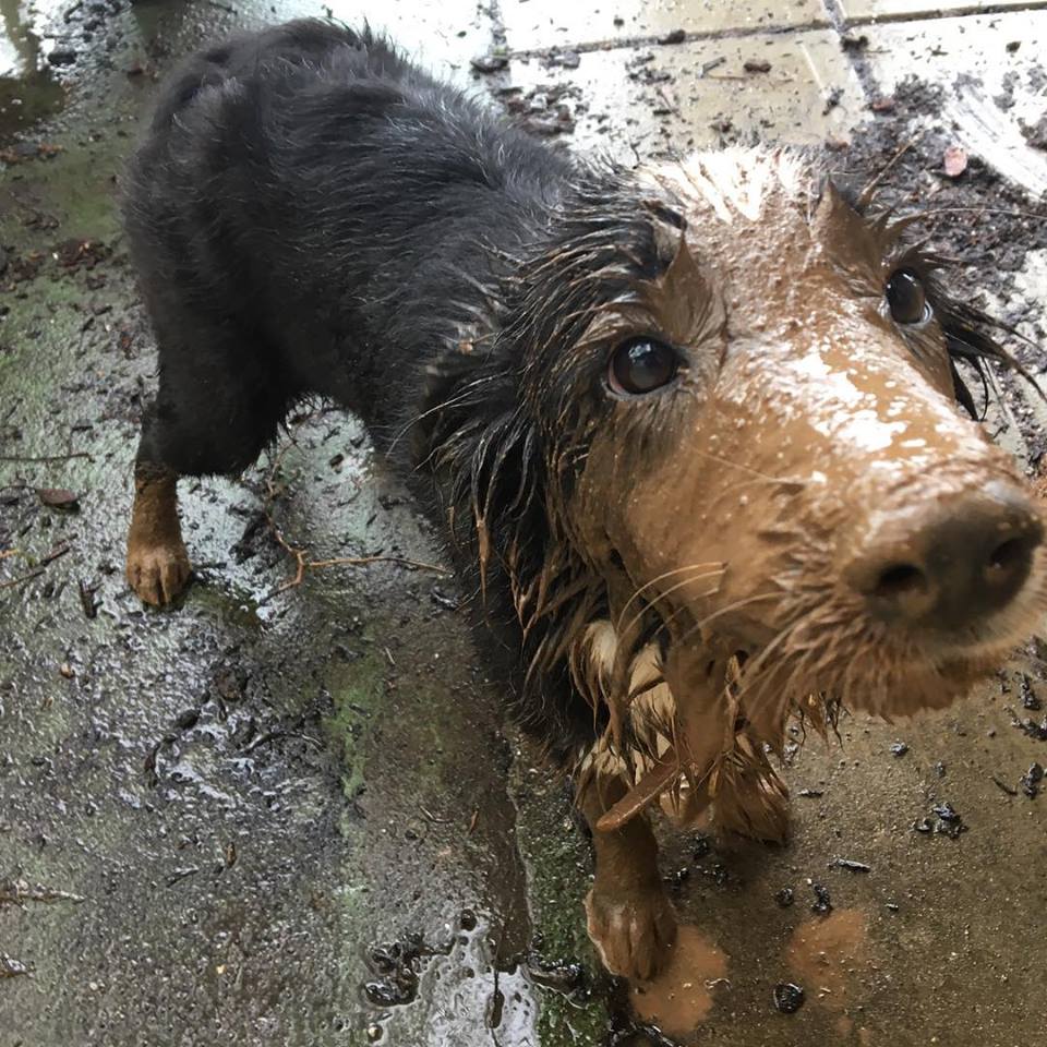 My puppy just discovered blowing bubbles in mud puddles is AMAZING. r/aww