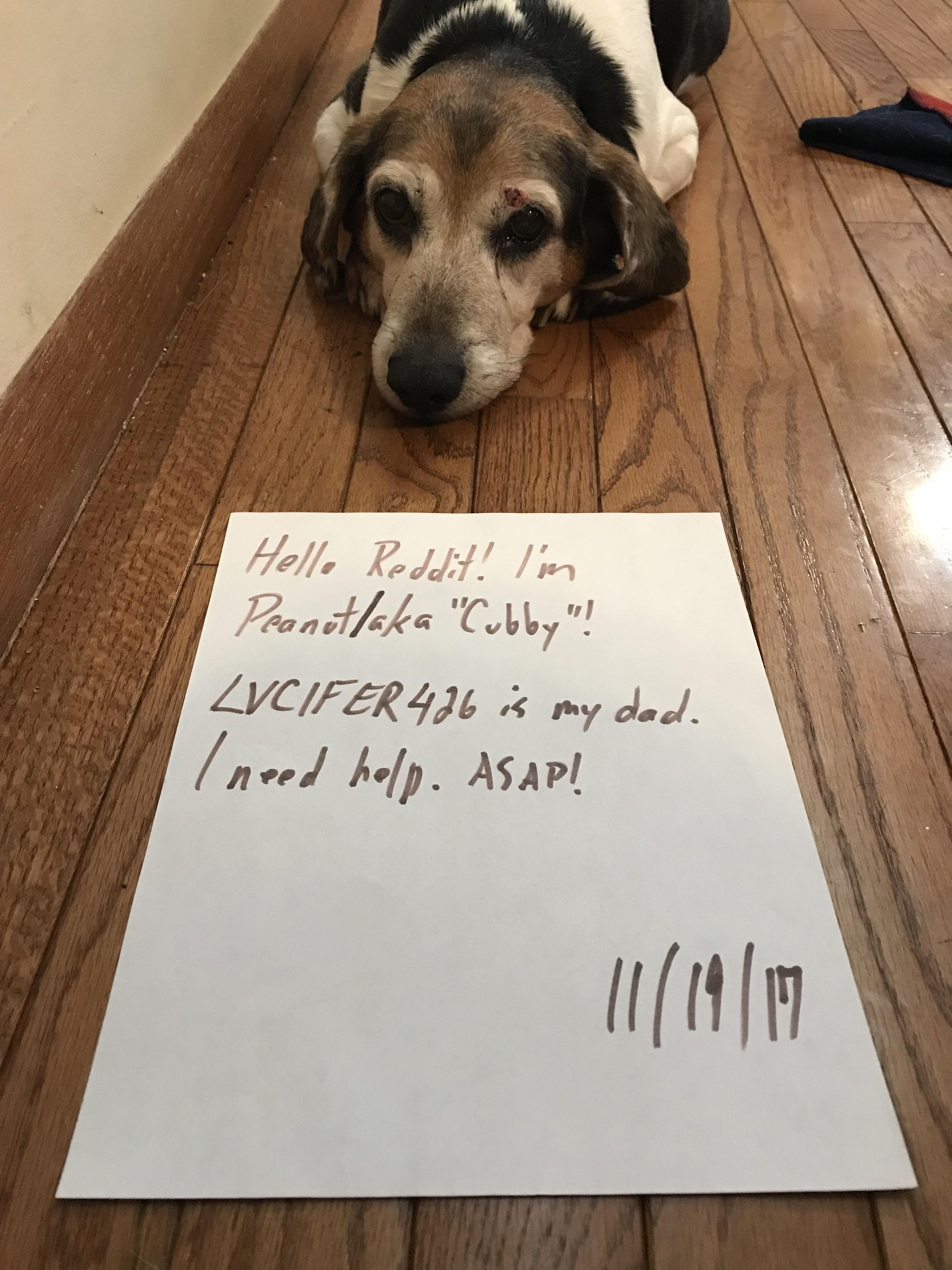 Blood In Stool And Vomit Dog Reddit