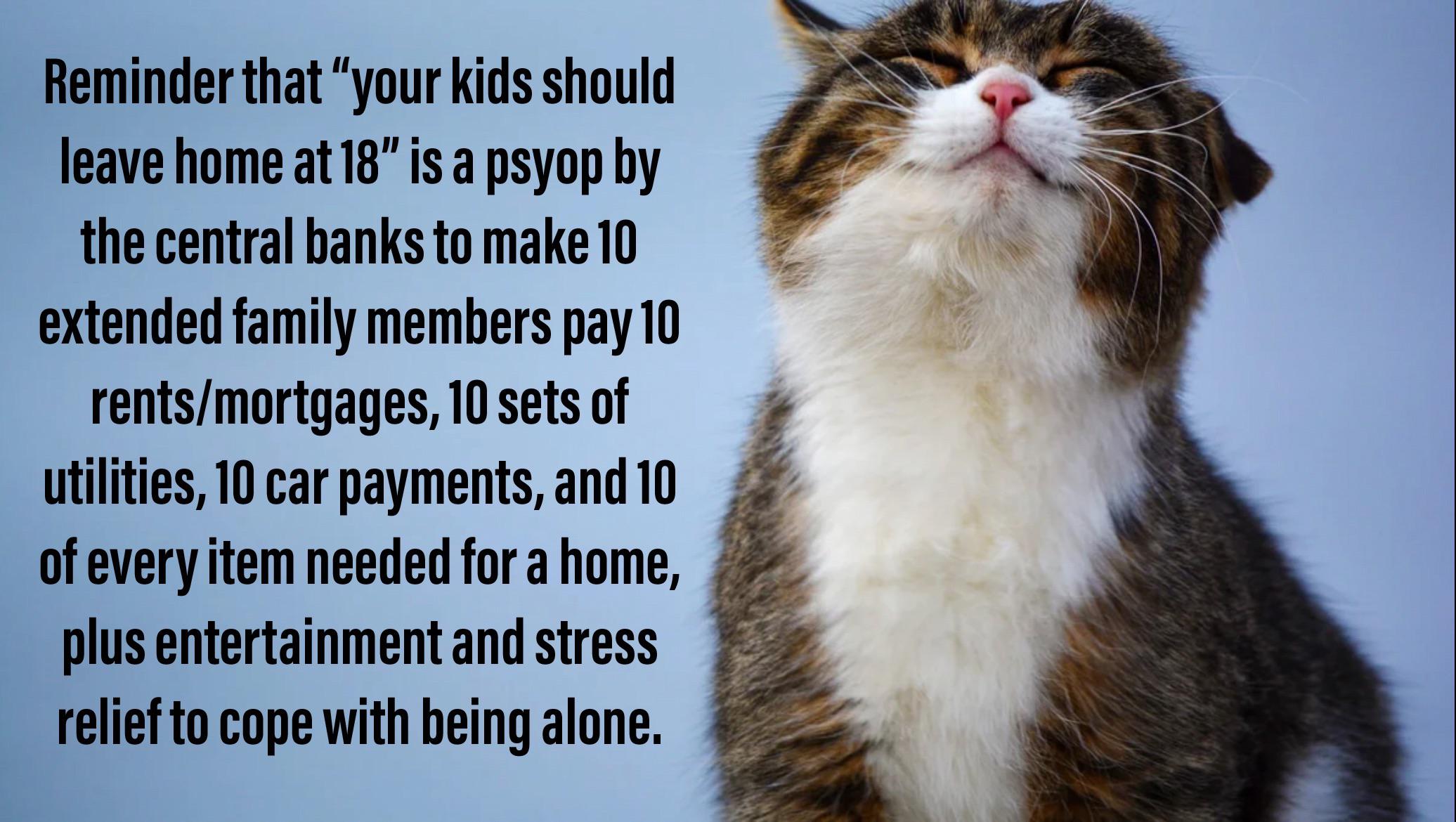 The cat is for emotional support r/memes