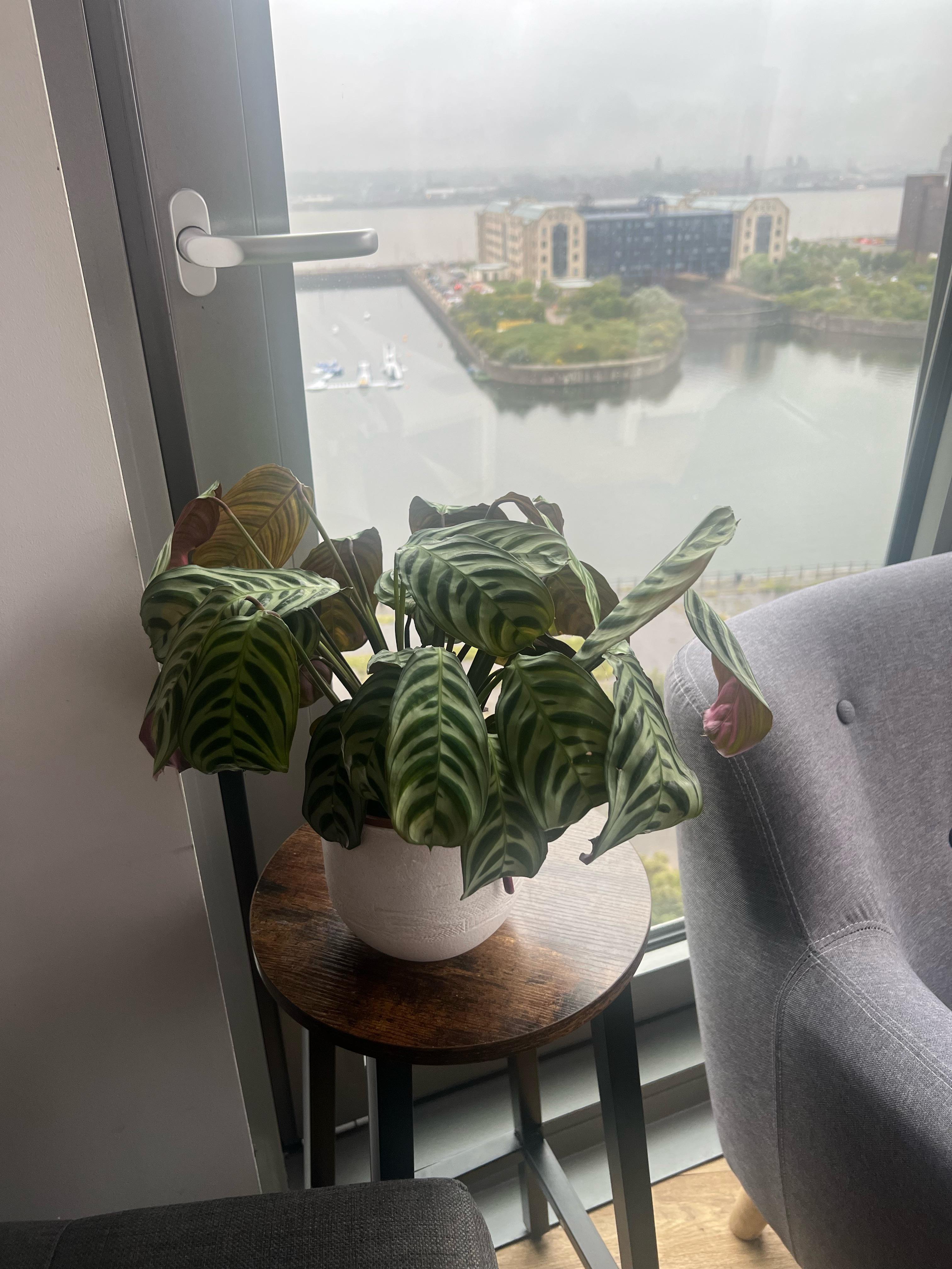 Help r/houseplants