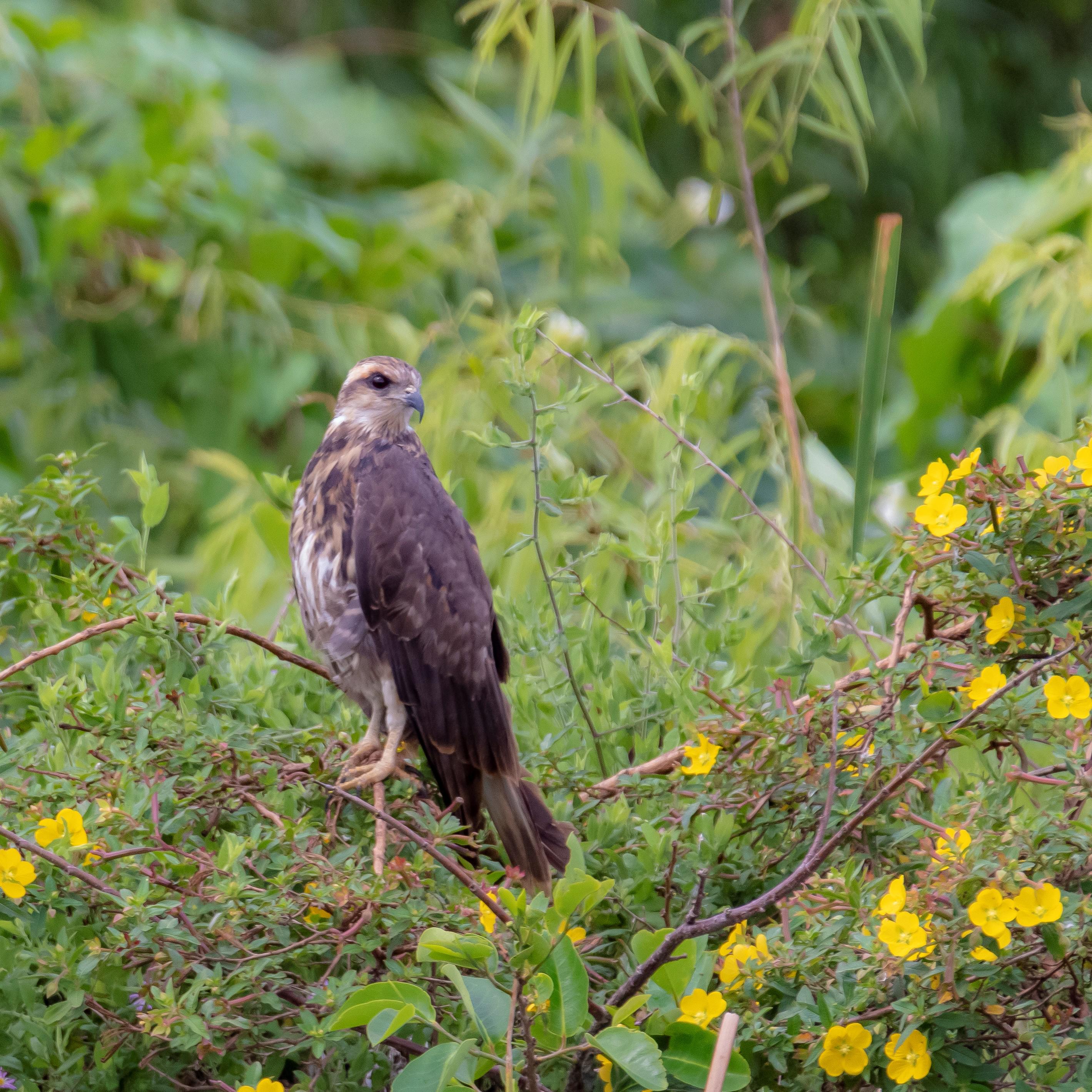 Female Everglades Snail Kite (OC), listed as endangered both federally