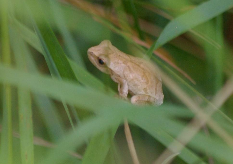 Jeepers, Creepers...Checkout the Spring Peeper.... r/herpetology