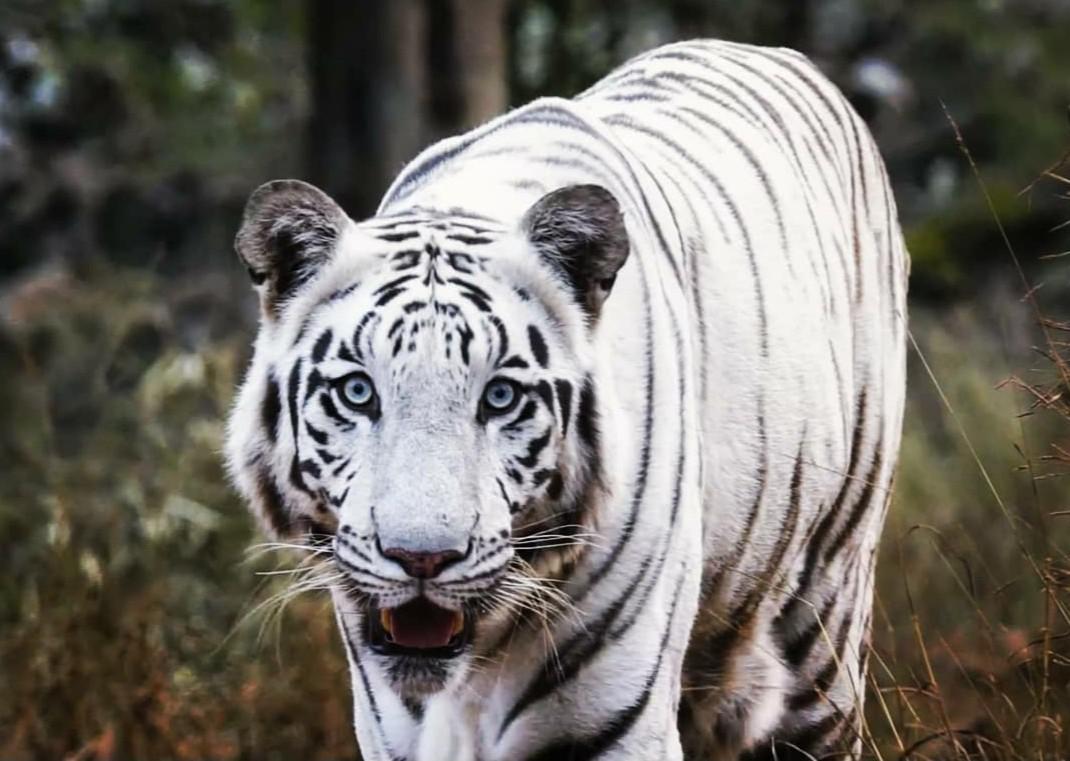 White Tiger in Madhya Pradesh, India. r/wildlifephotography