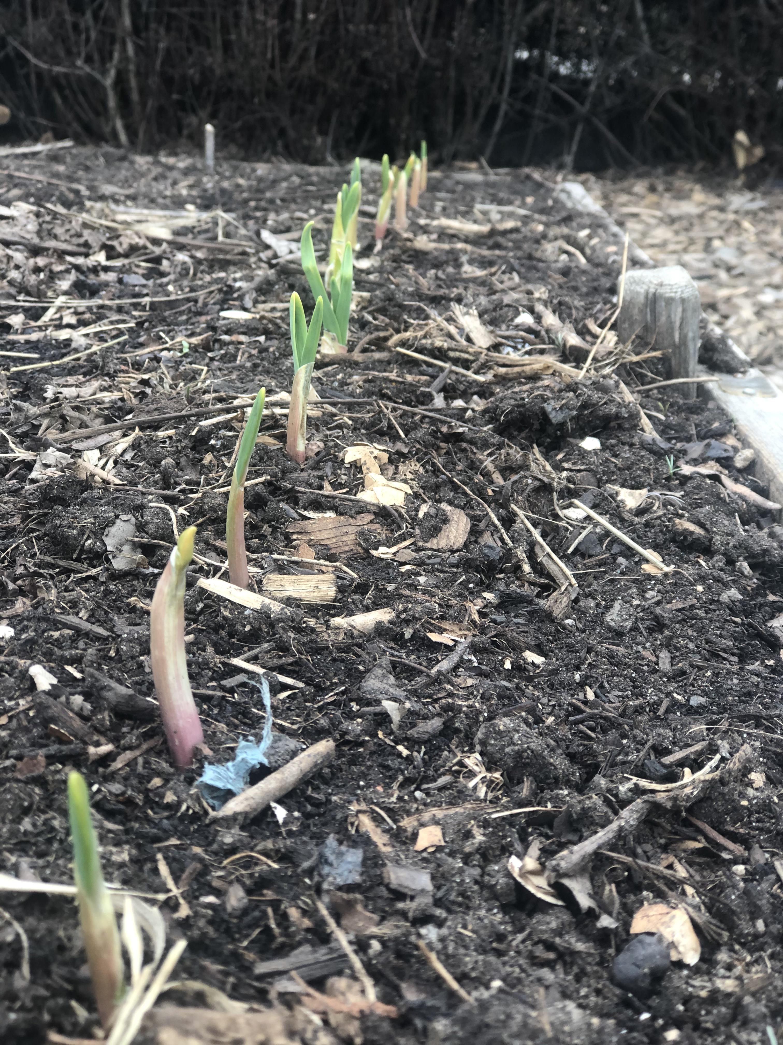 Halloween planted garlic (zone 7a) r/vegetablegardening
