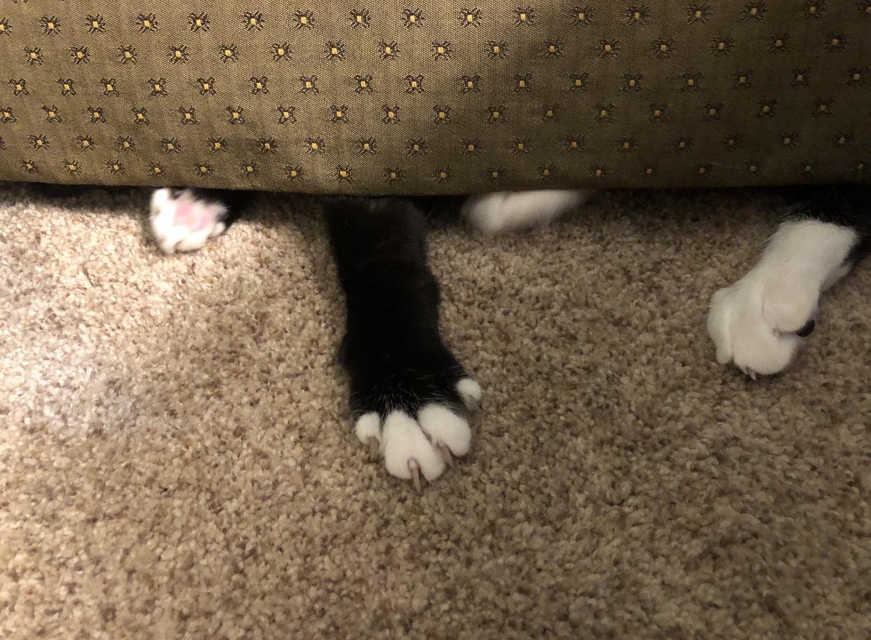 I found his secret hiding spot under the couch and he is NOT happy